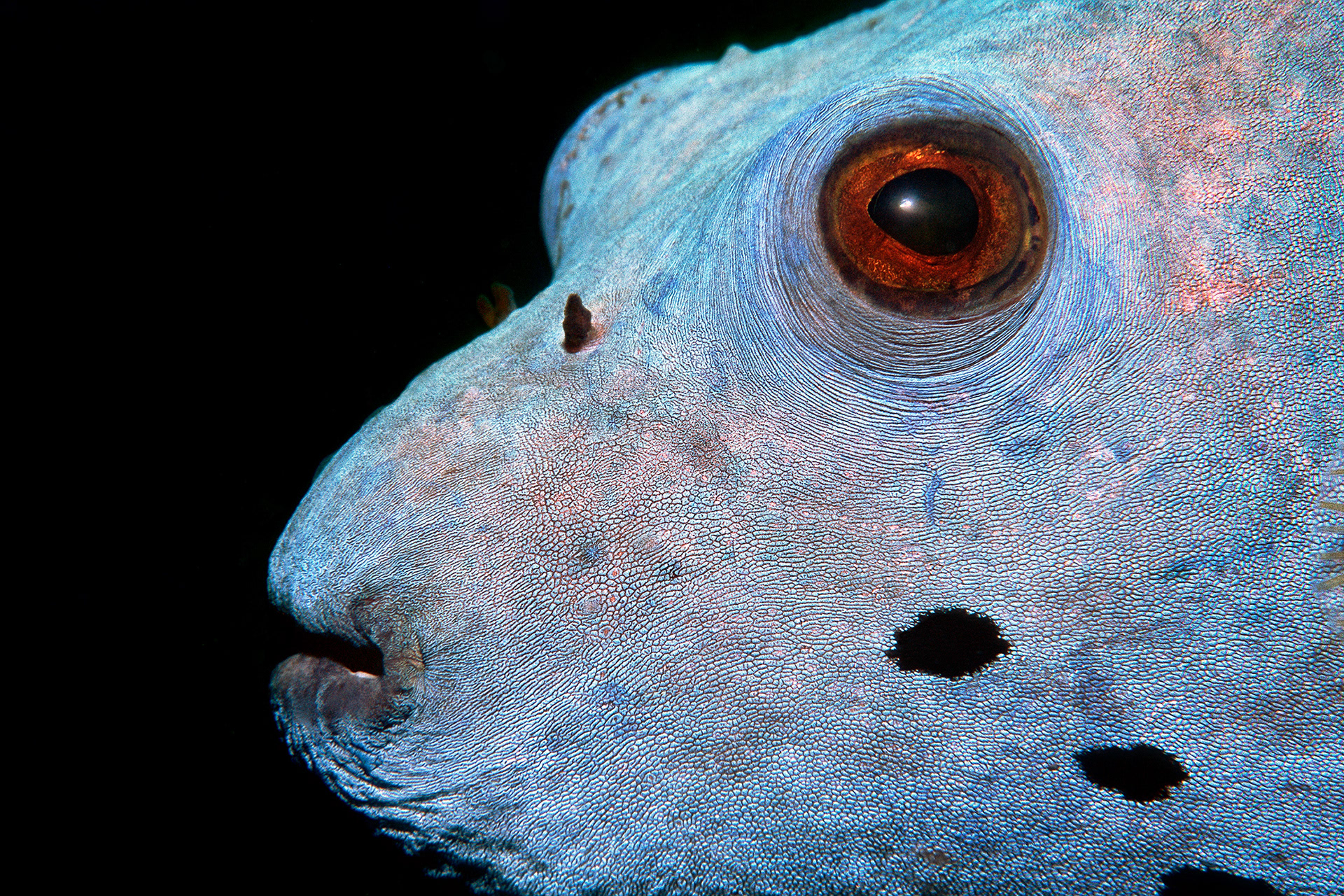 Blackspotted puffer - Arothron nigropunctatus