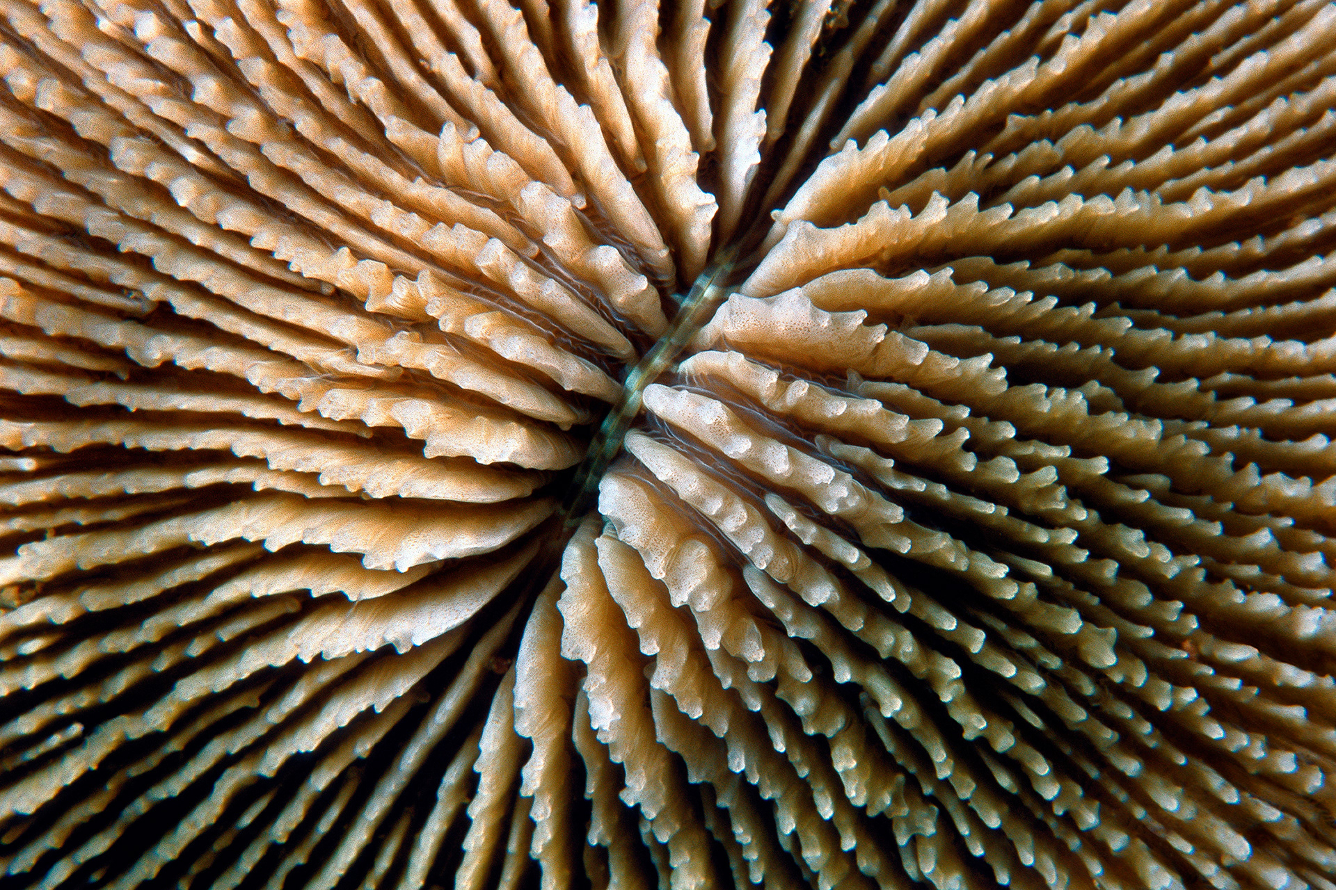 Mushroom coral - Fungia sp.