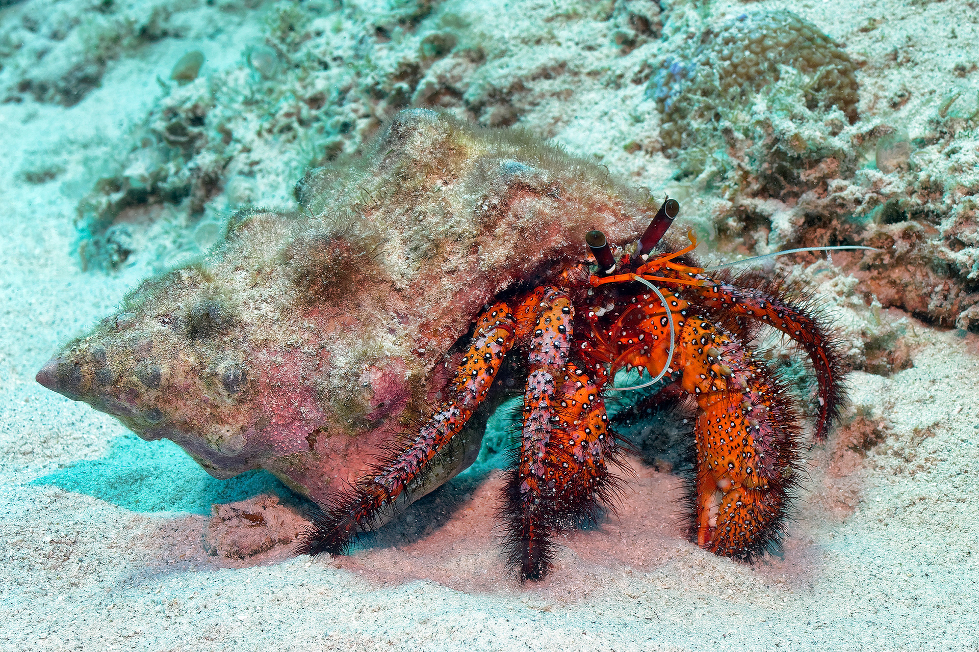 Giant spotted hermit crab - Dardanus megistos