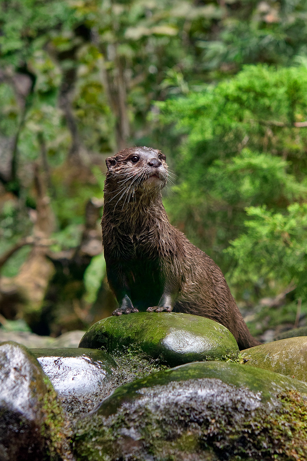 European otter - Lutra lutra