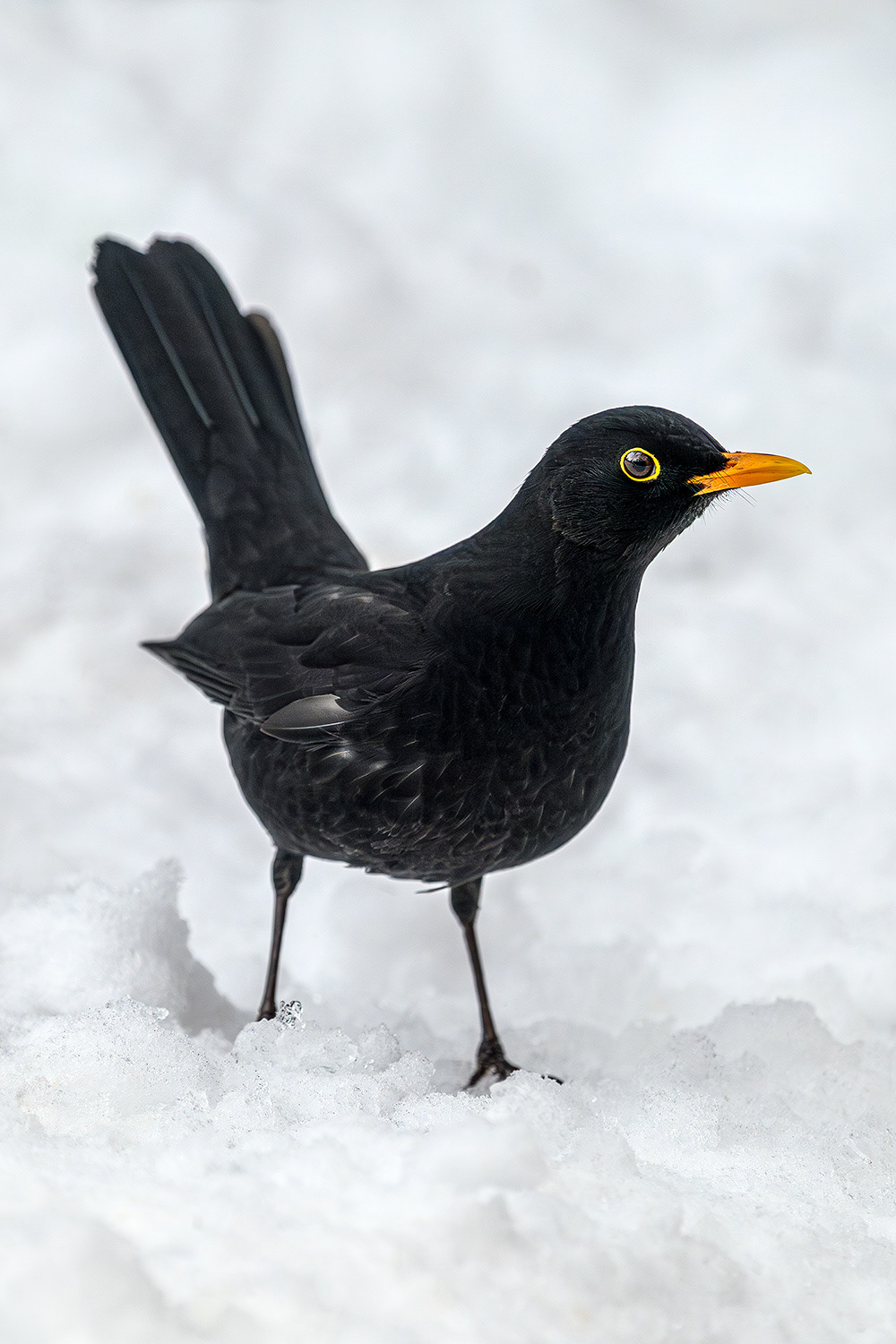 Common blackbird (male) - Turdus merula 