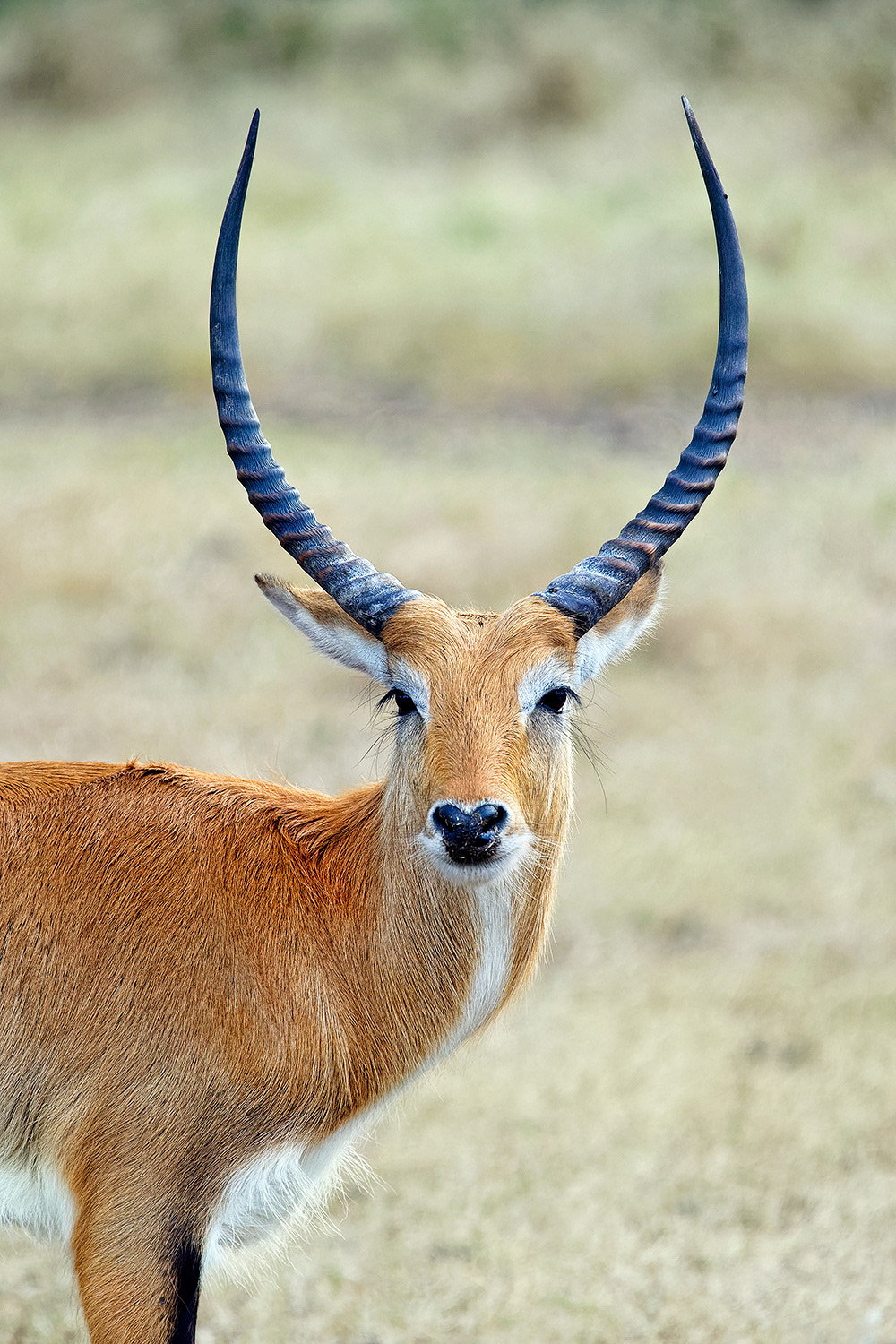 Red lechwe - Kobus leche