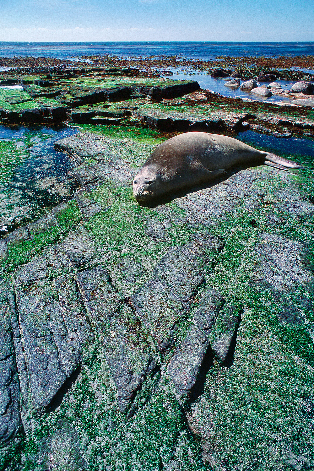 Southern Elephant seal - Mirounga leonina