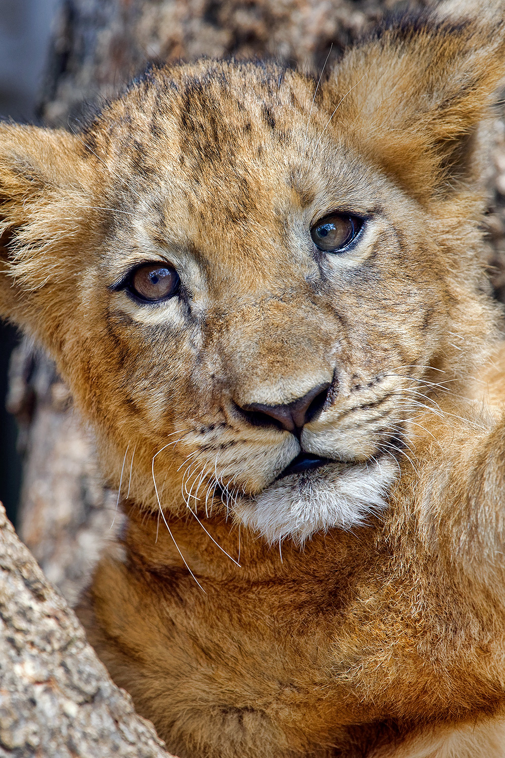 Lion cub - Panthera leo