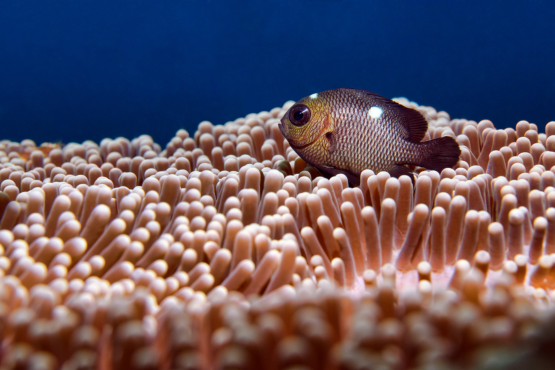 Threespot dascyllus - Dascyllus trimaculatus