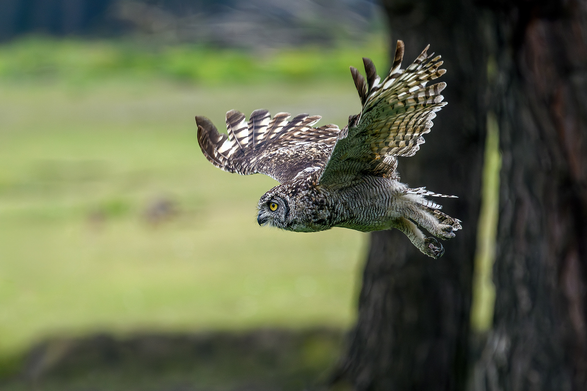 Spotted eagle-owl in flight - Bubo africanus