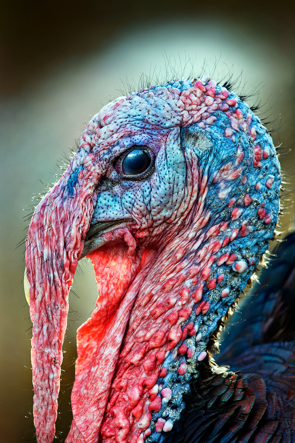 Wild turkey (male) - Meleagris gallopavo