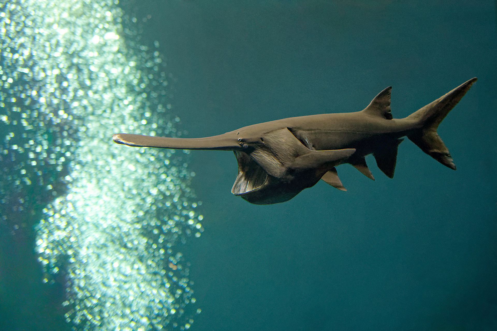 American paddlefish - Polyodon spathula