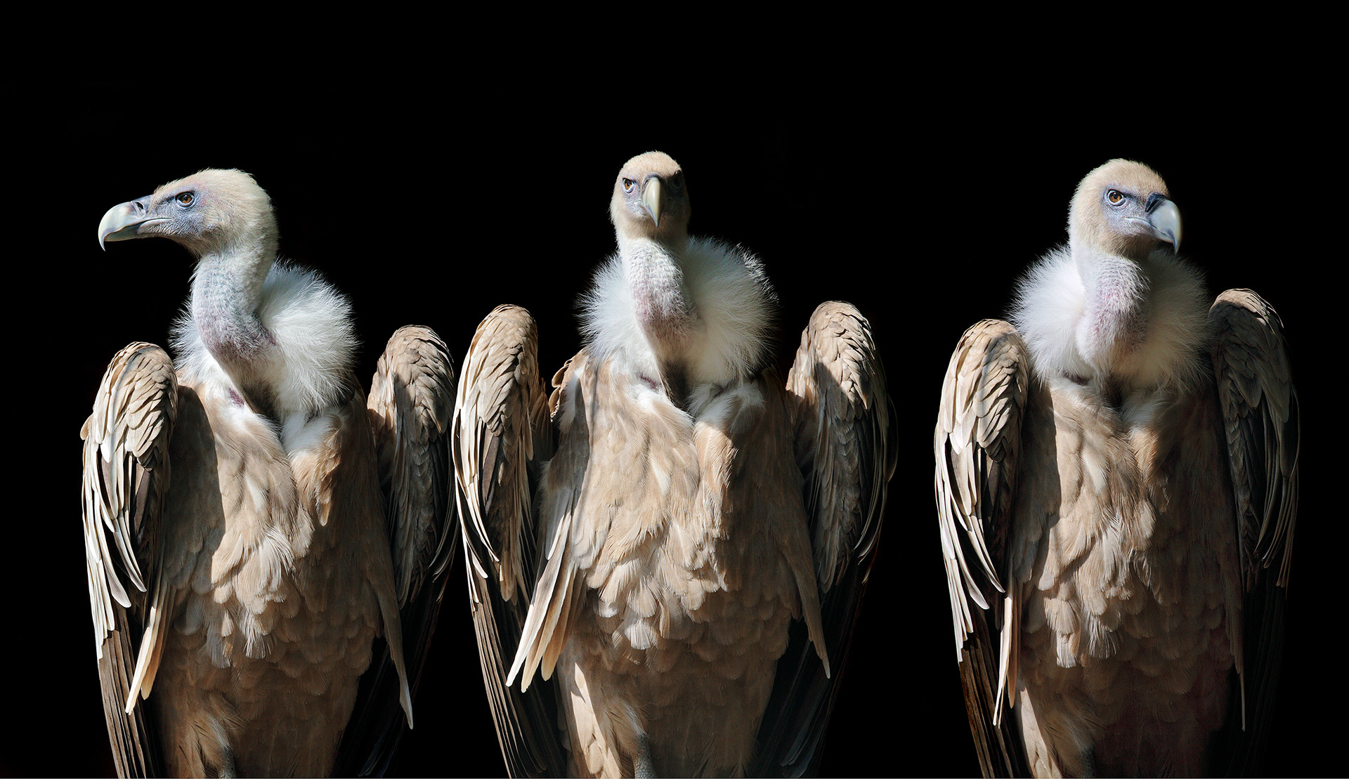 Griffon vulture - Gyps fulvus