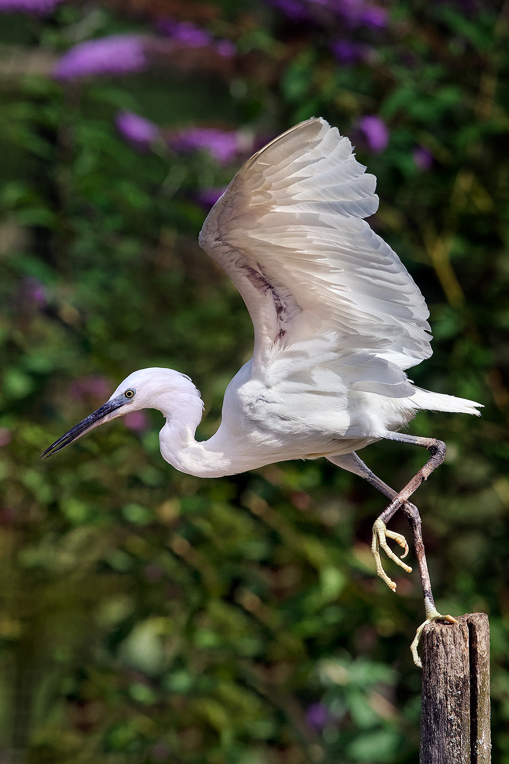 Little egret - Egretta garzetta