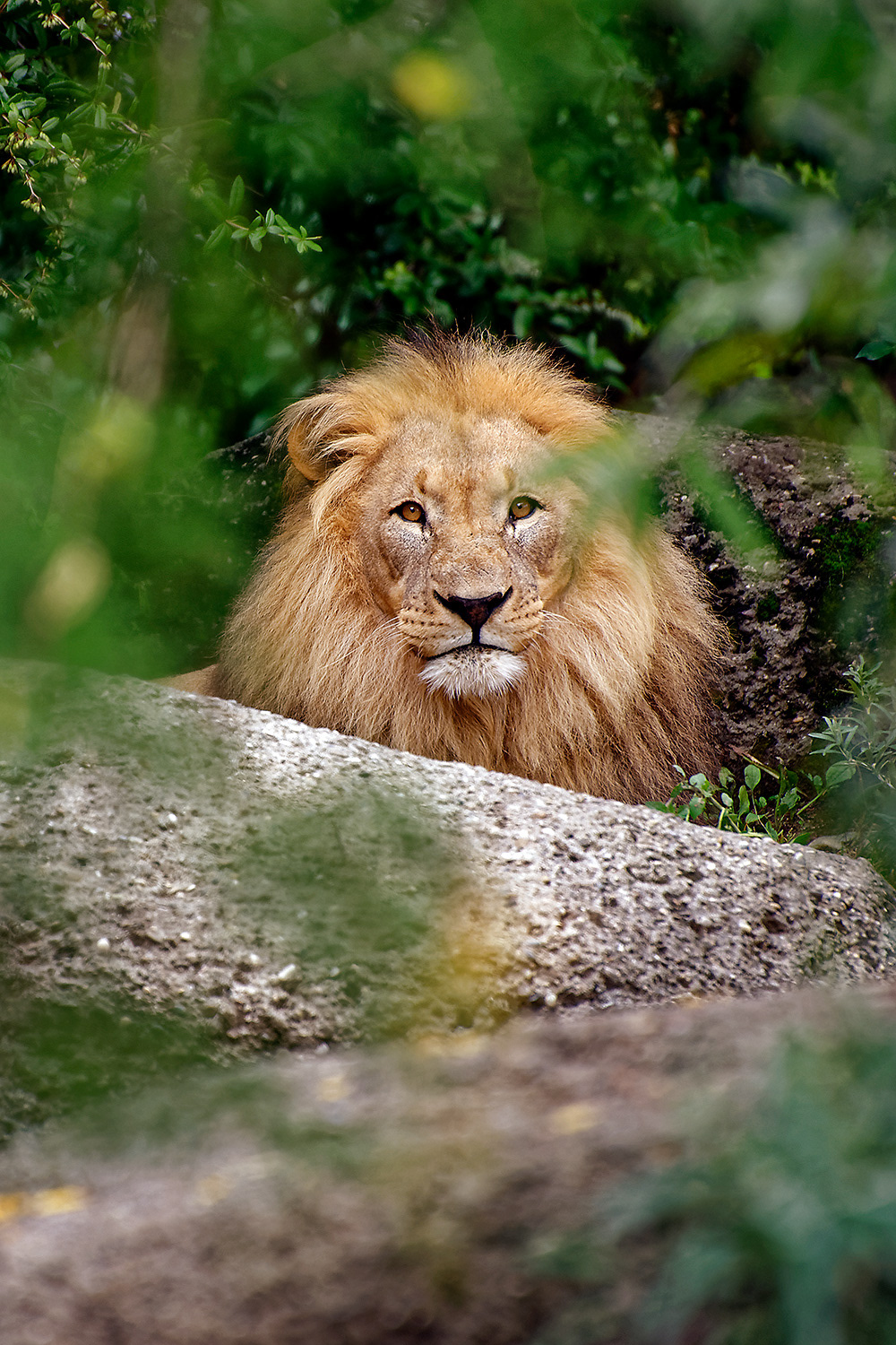 Lion - Panthera leo