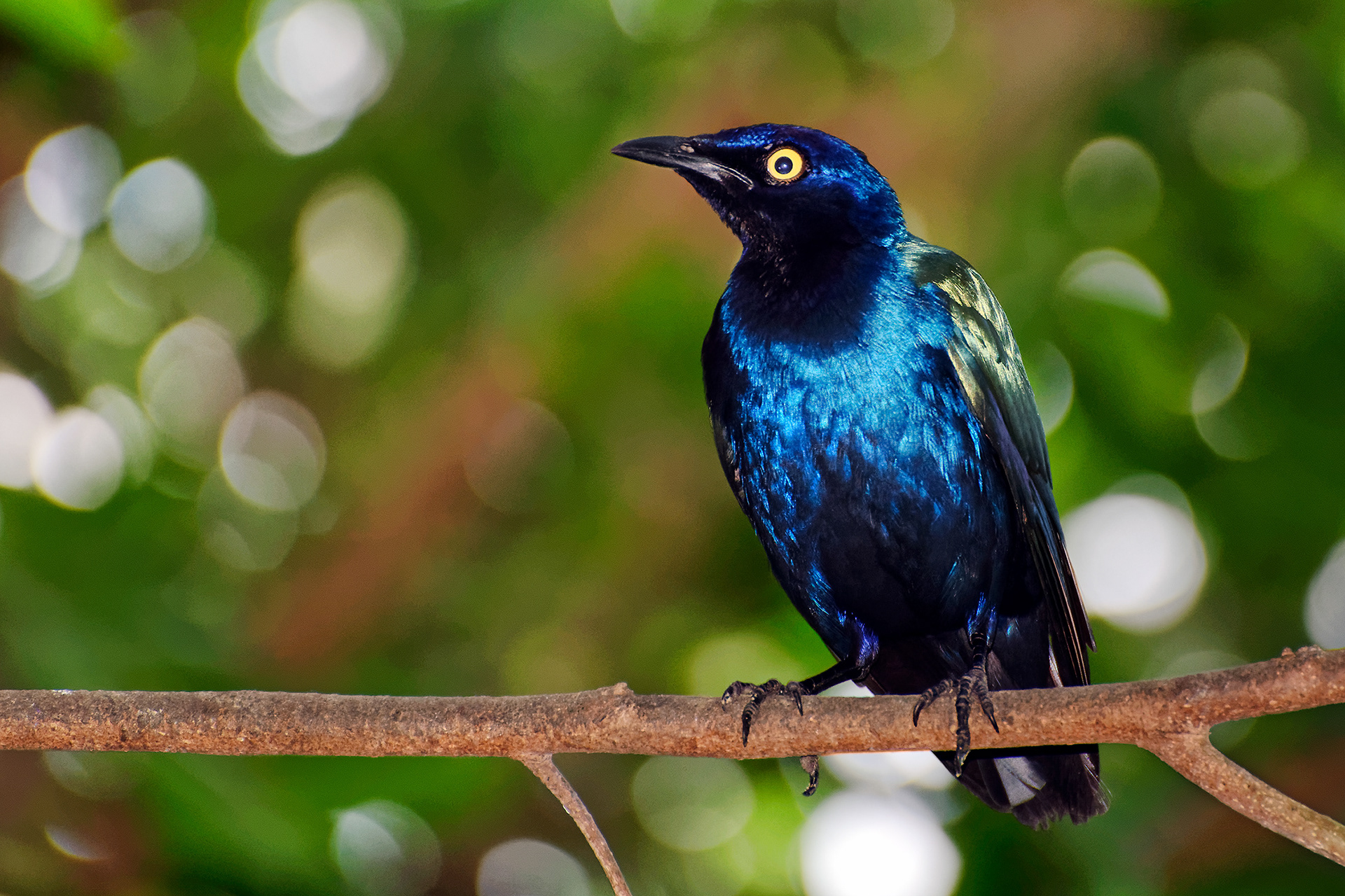 Purple glossy starling - Lamprotornis purpureus