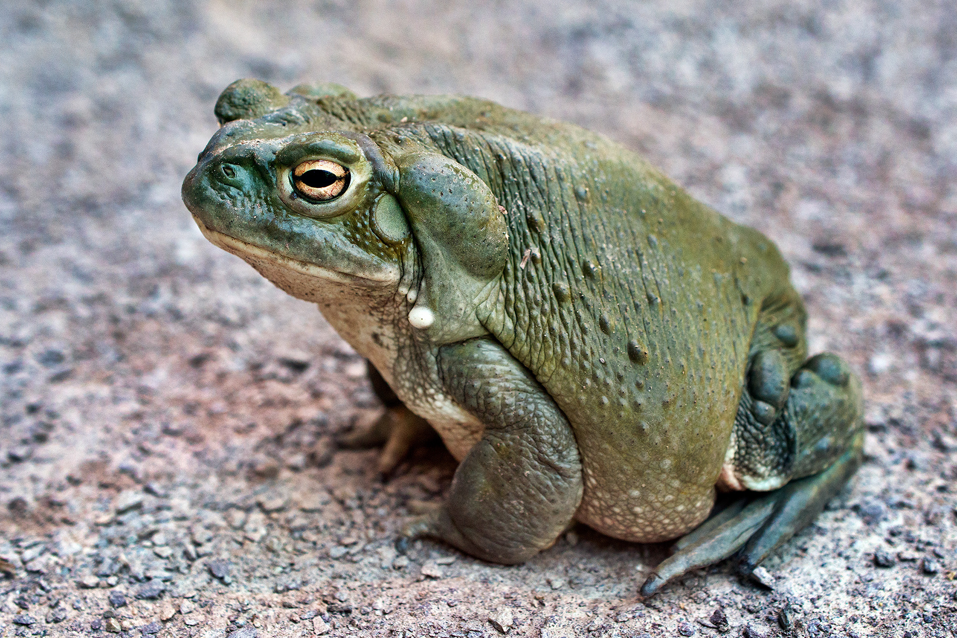 Colorado river toad - Bufo alvarius