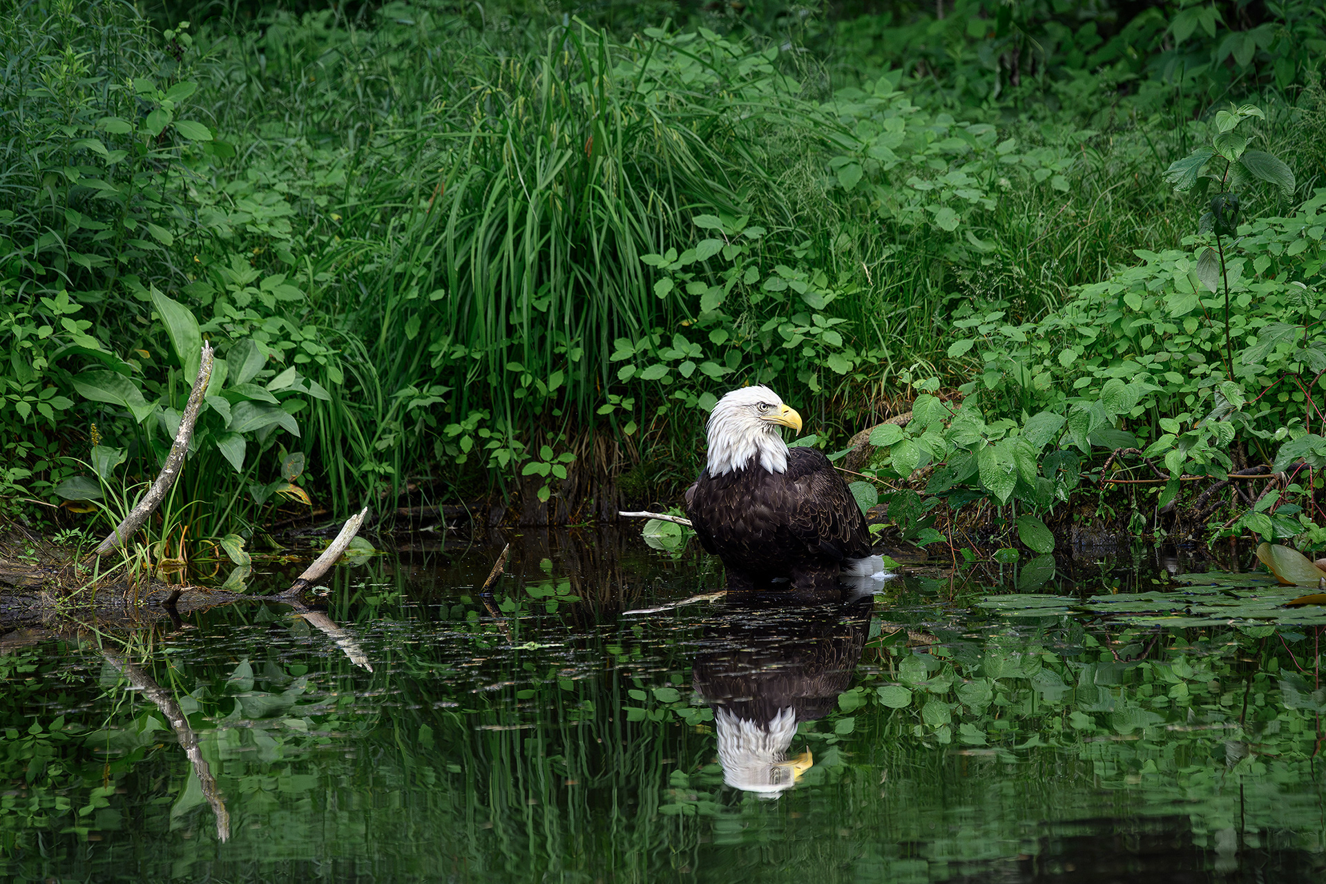 Bald eagle - Haliaeetus leucocephalus