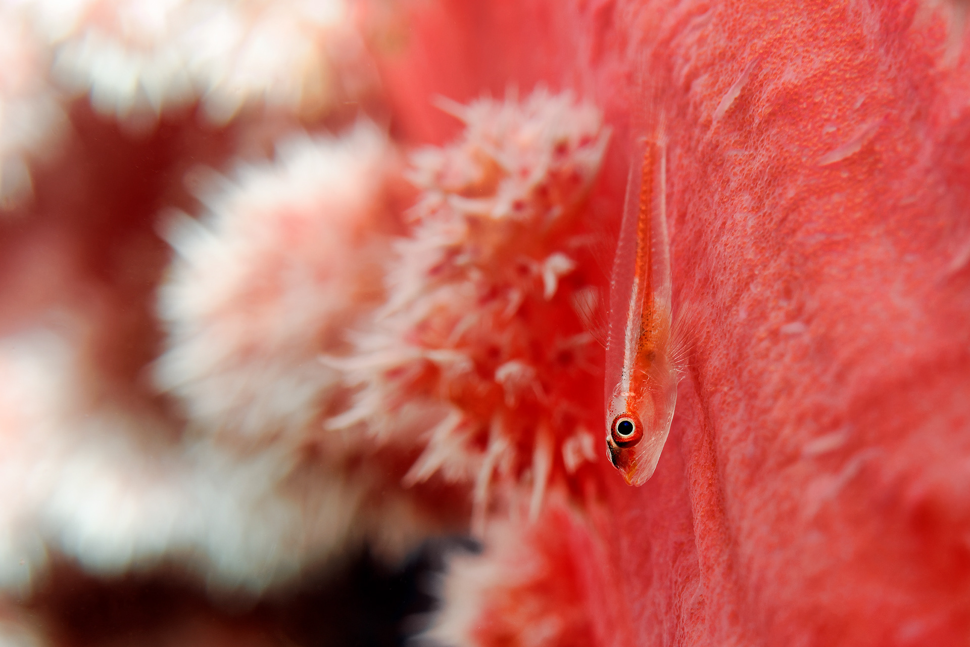Toothy goby - Pleurosicya mossambica