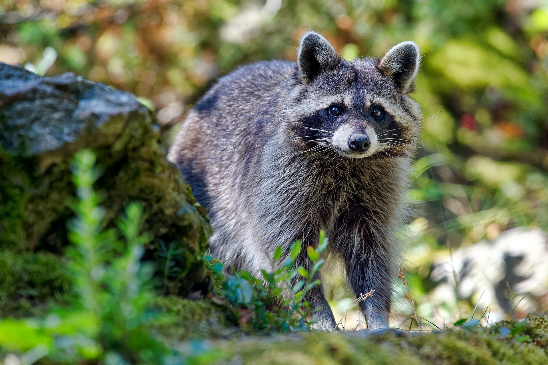 Raccoon - Procyon lotor