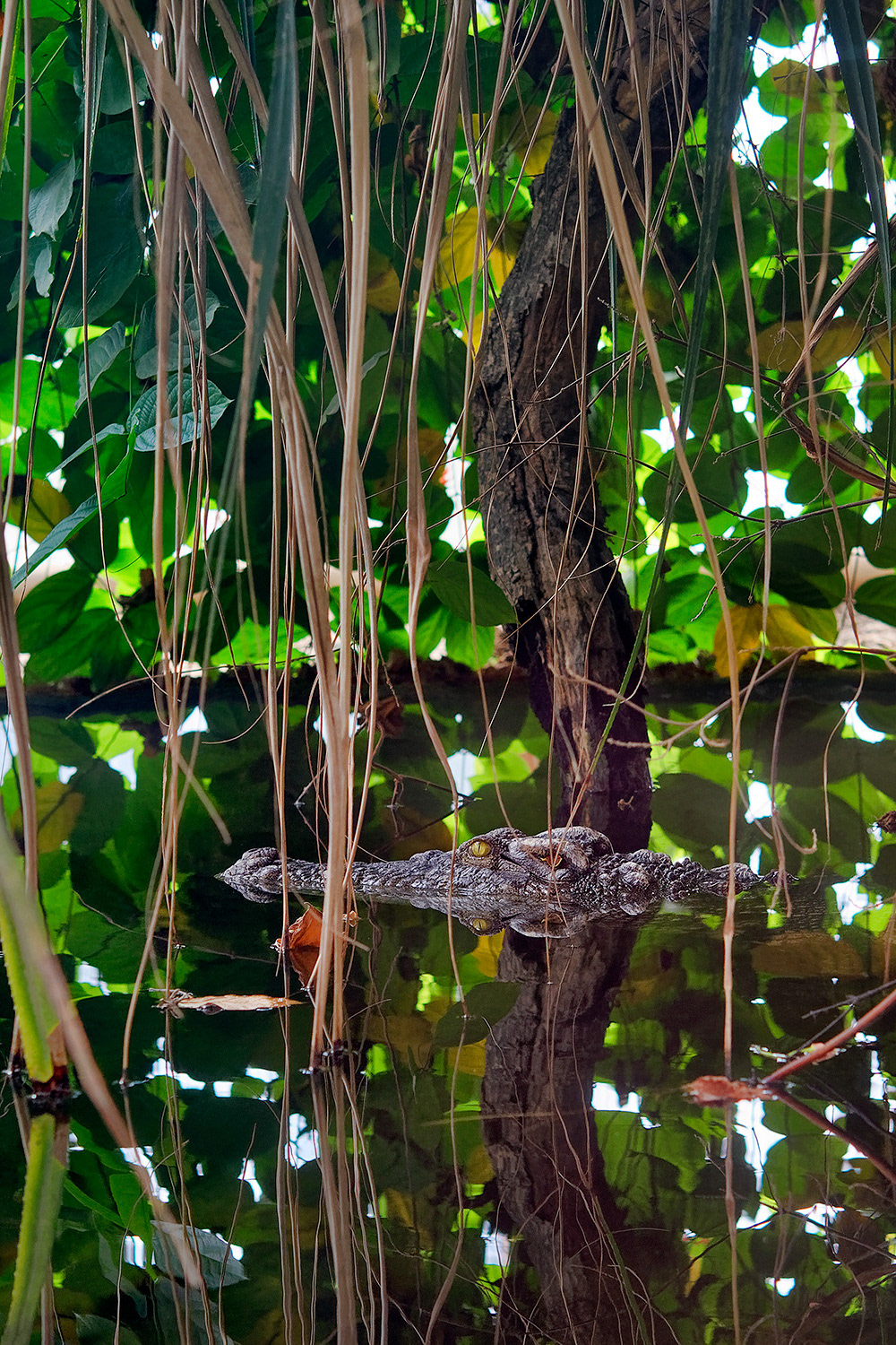 Siamese crocodile - Crocodylus siamensis
