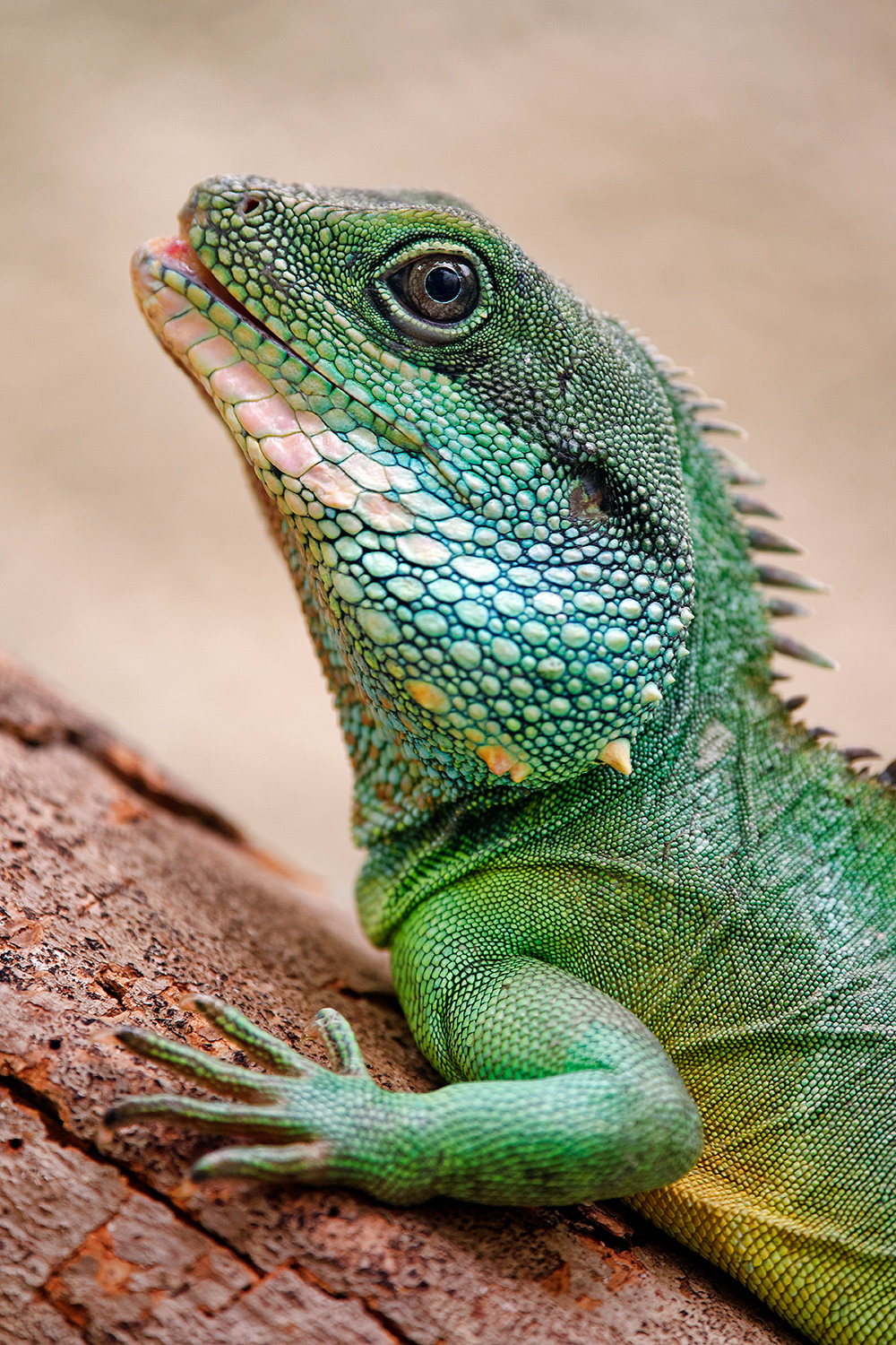 Chinese water dragon - Physignathus cocincinus