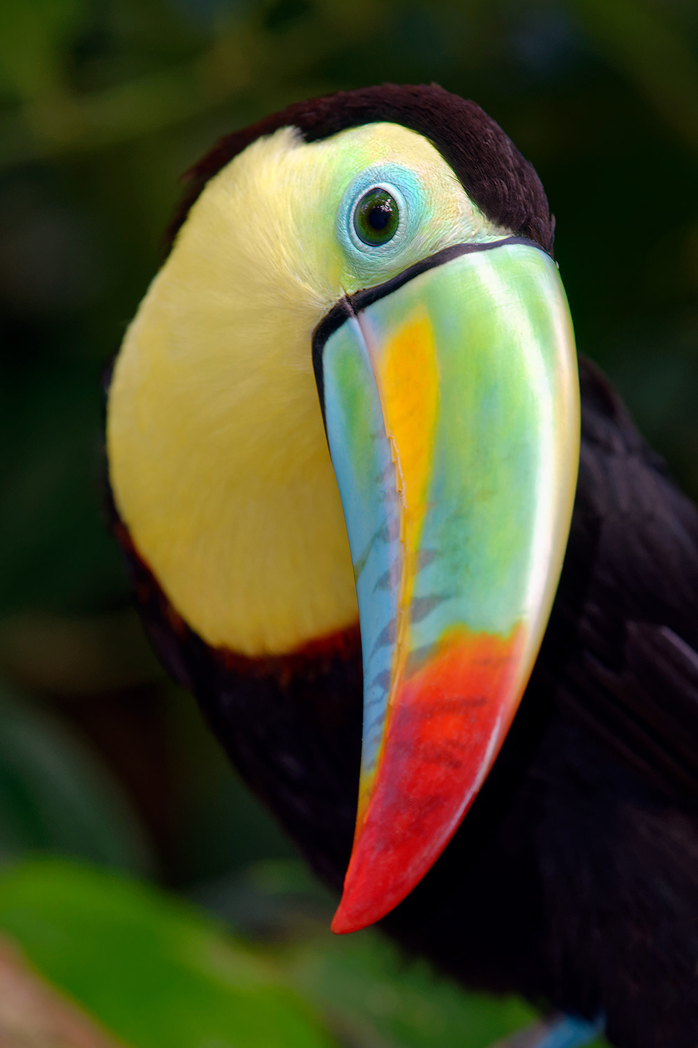 Keel-billed toucan - Ramphastos sulfuratus