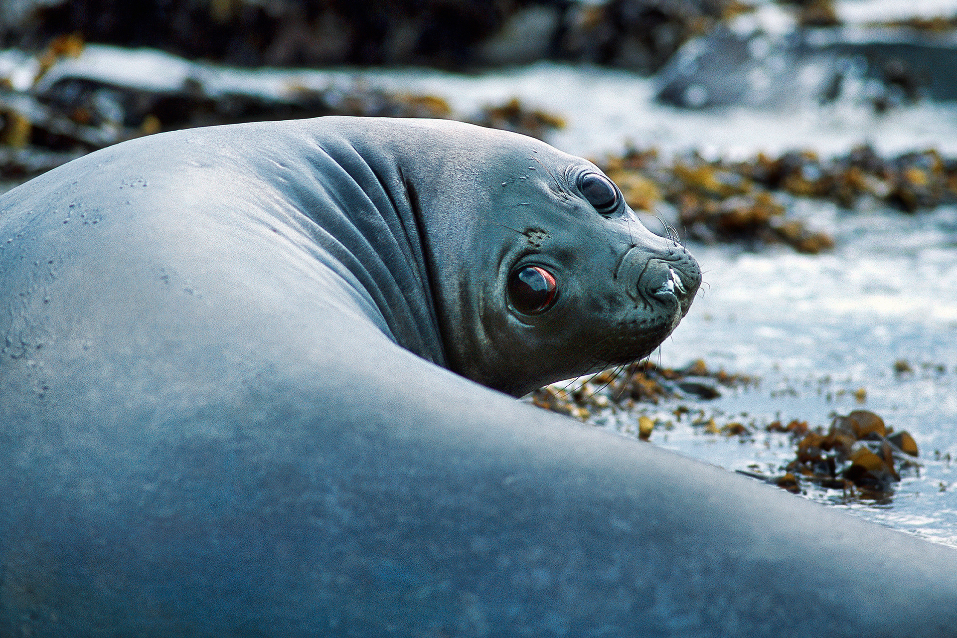 Young southern elephant seal - Mirounga leonina