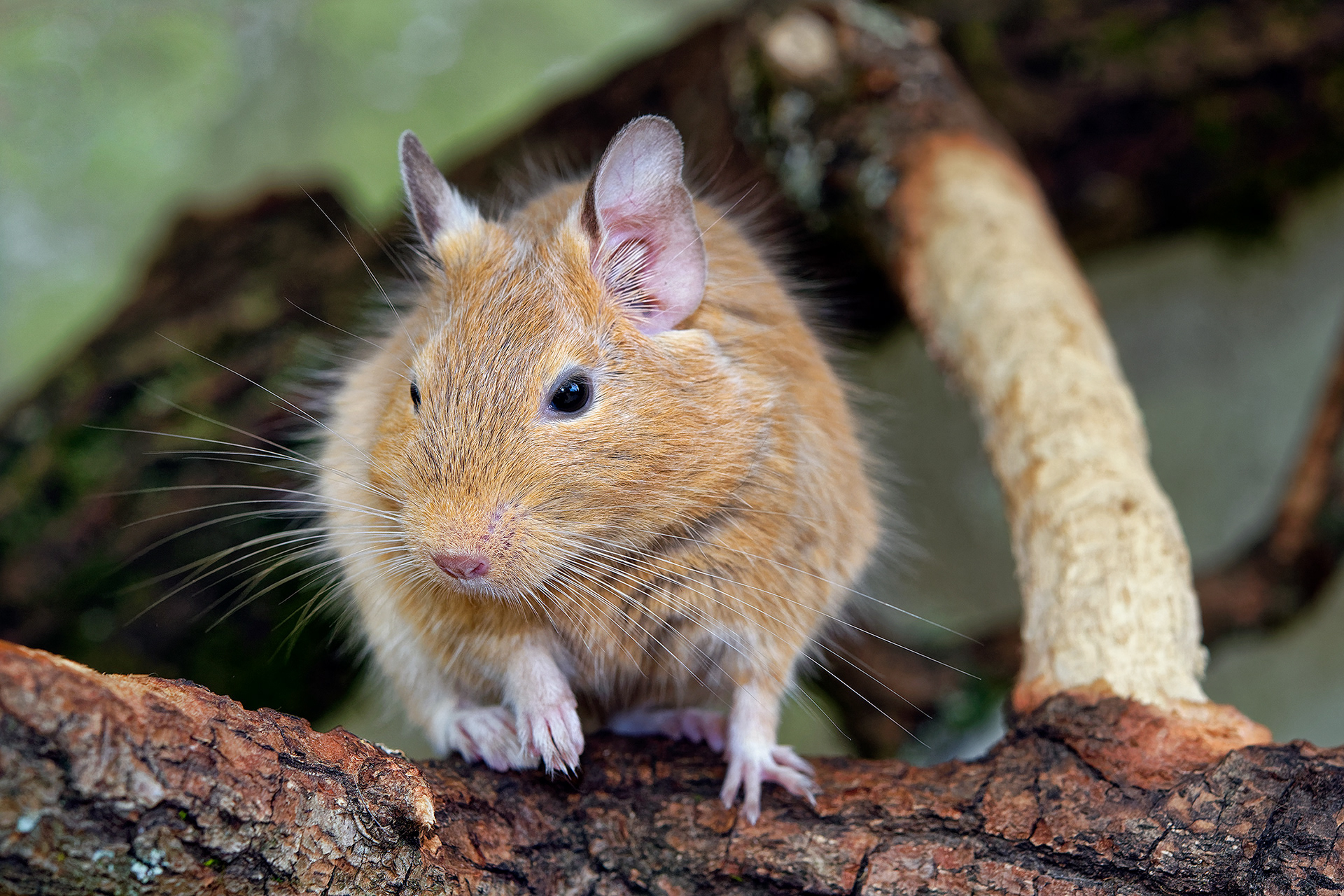 Common degu - Octodon degus