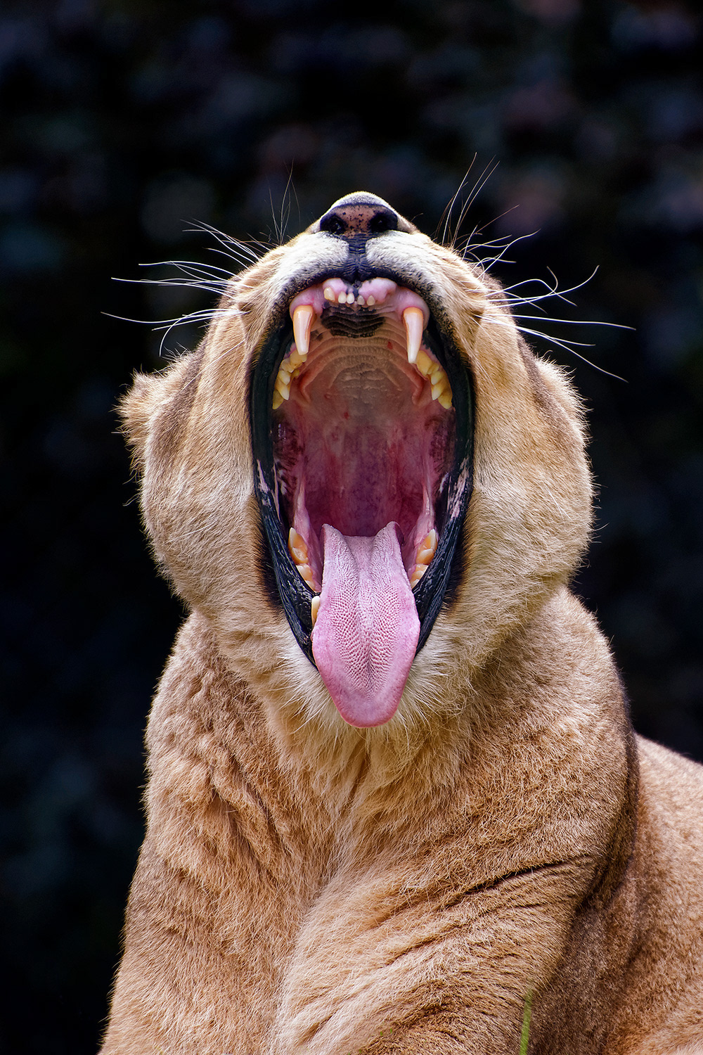 Lioness - Panthera leo