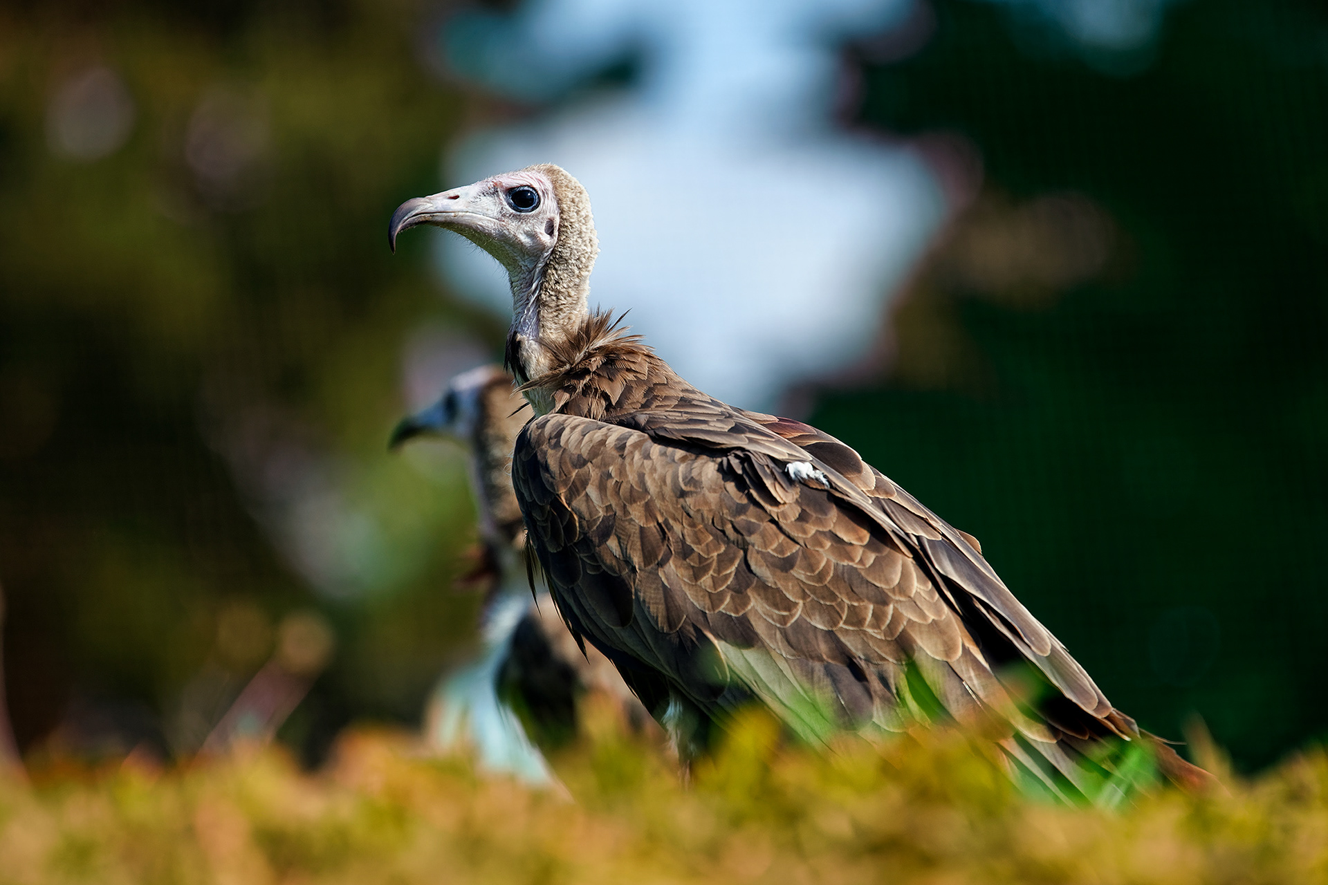 Hooded vulture - Necrosyrtes monachus