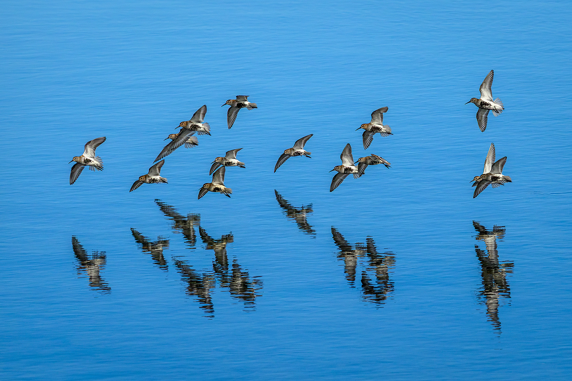 Flock of dunlin - Calidris alpina