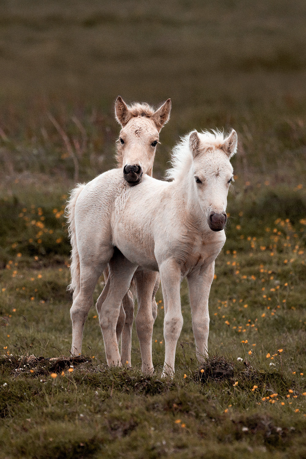 Icelandic foals - Equus ferus caballus