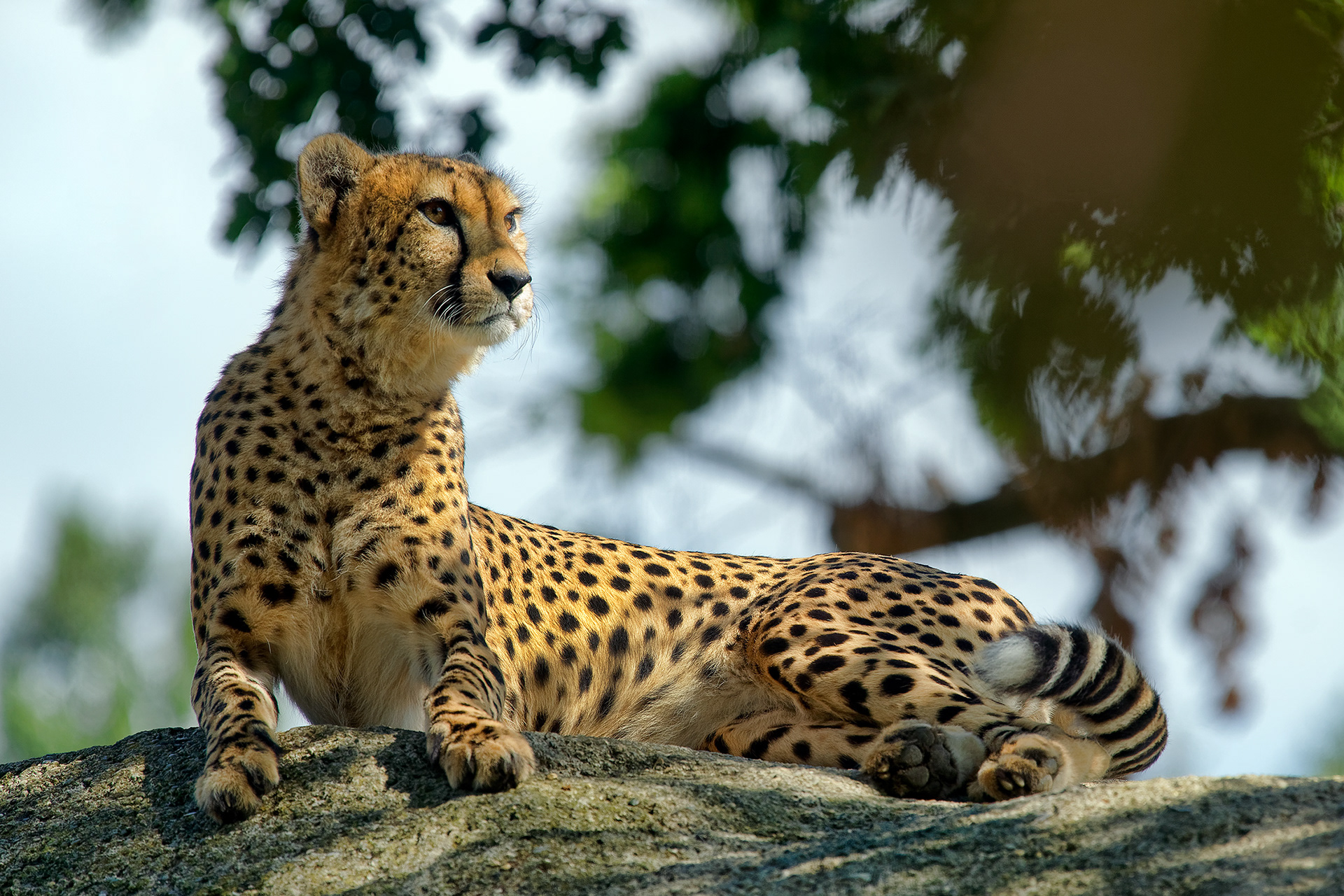 Cheetah - Acinonyx jubatus