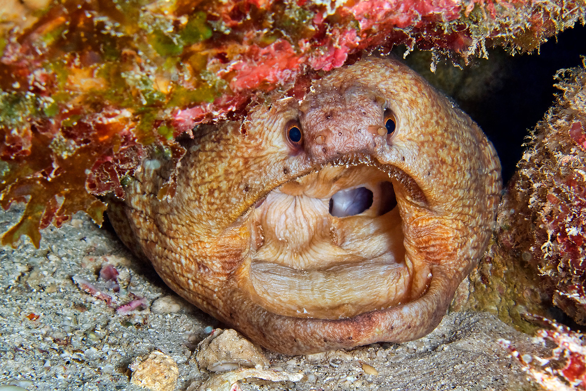 Large mouthed moray - Channomuraena vittata