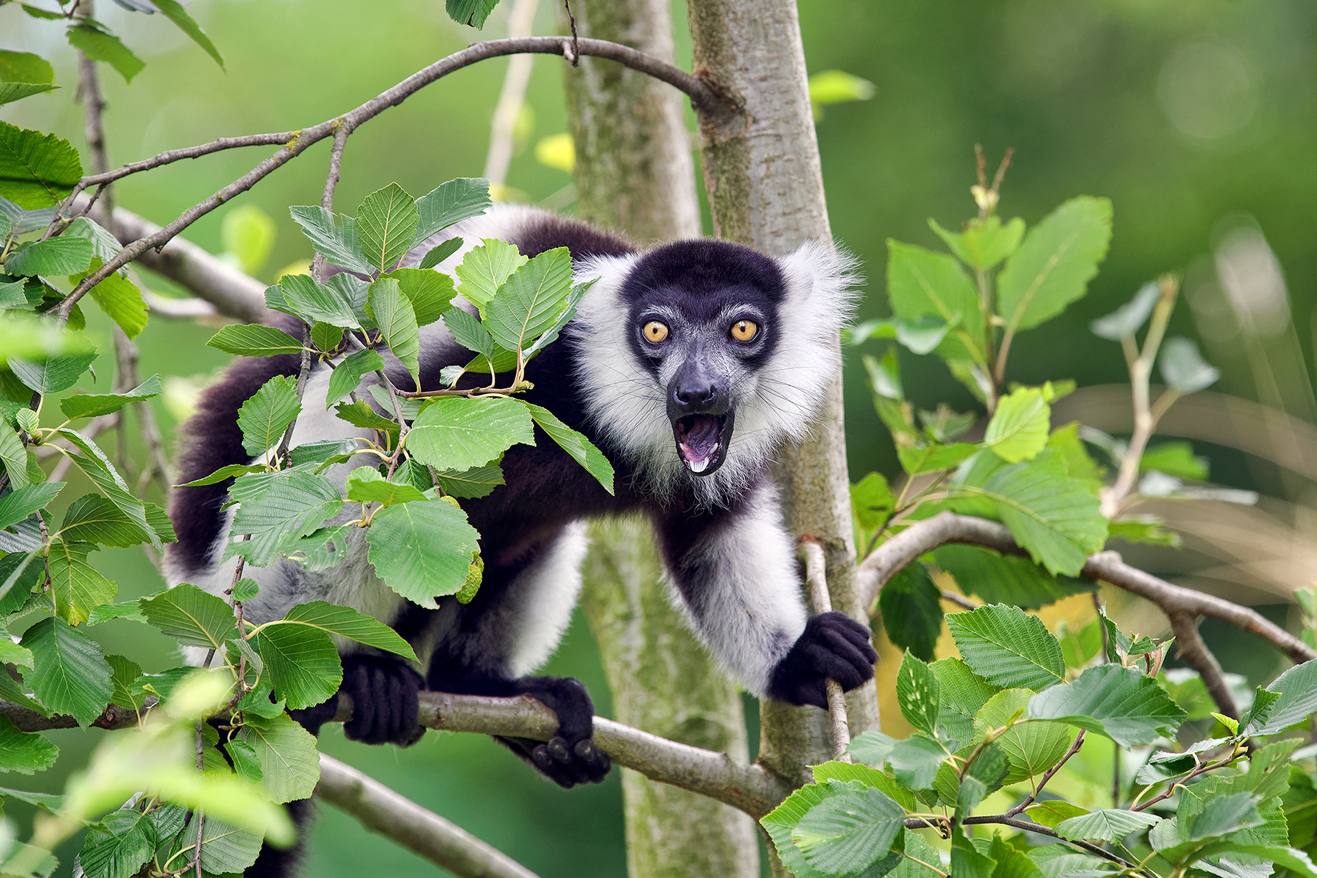 Black-and-white ruffed lemur - Varecia variegata