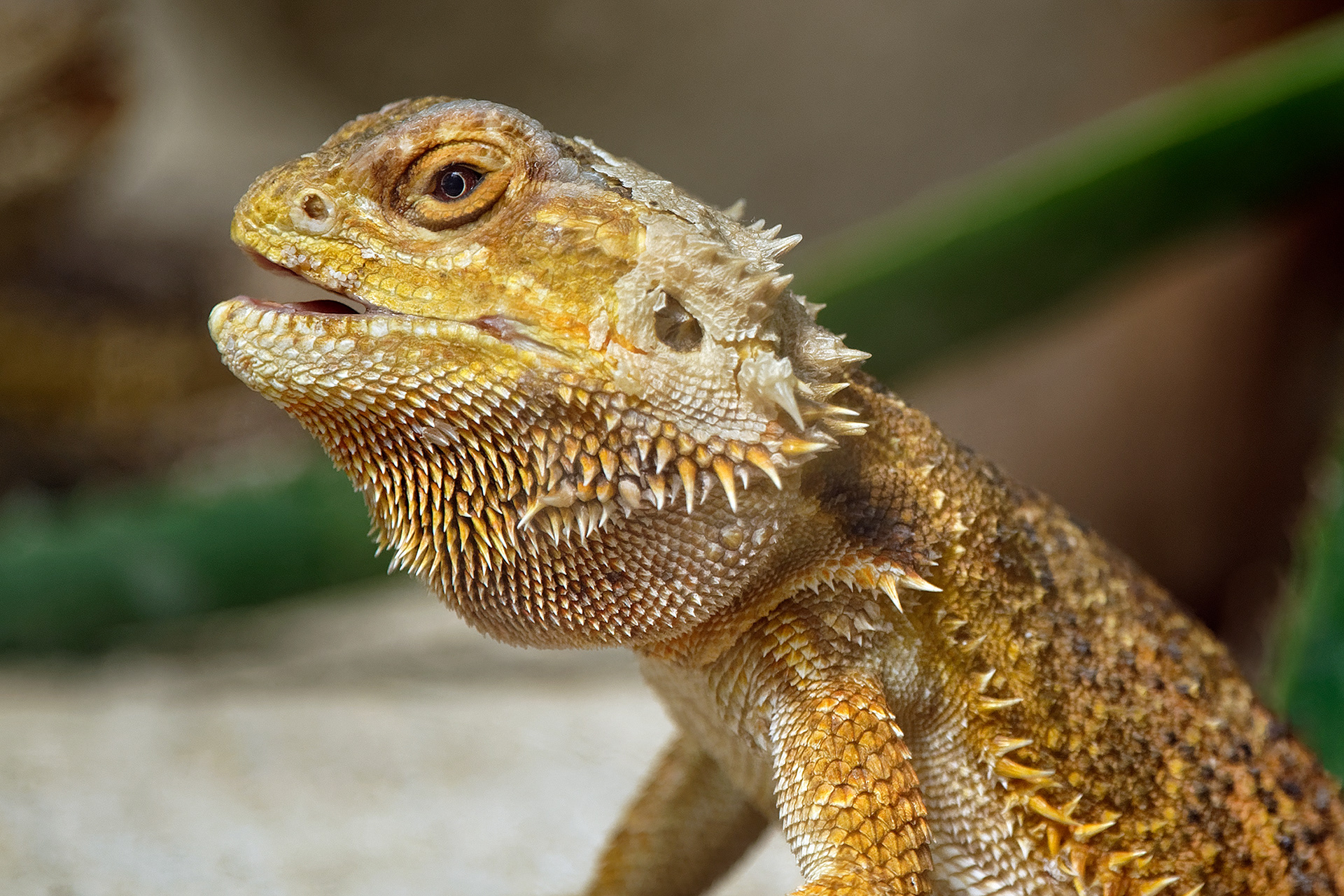 Central bearded dragon - Pogona vitticeps