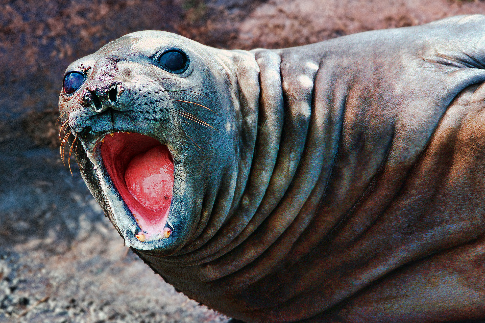 Southern Elephant seal - Mirounga leonina