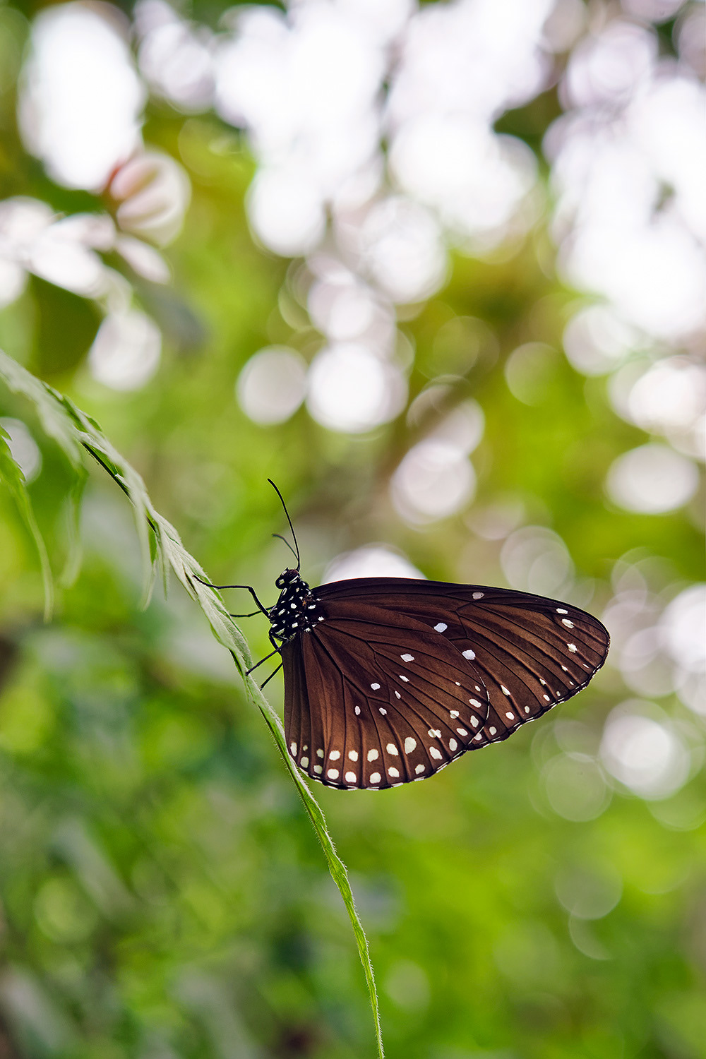 Crow butterfly - Euploea sp. 