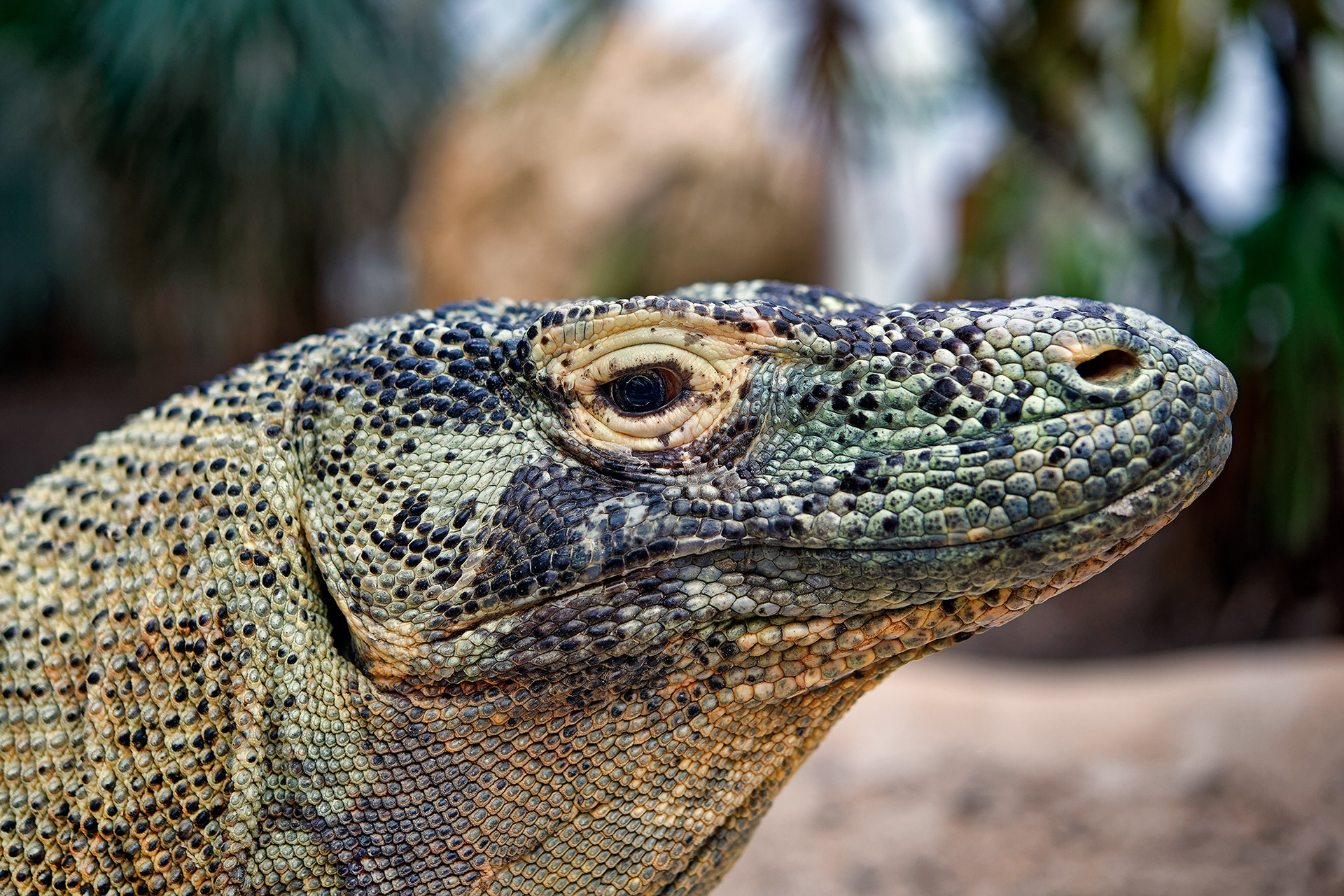 Komodo dragon (monitor) - Varanus komodoensis