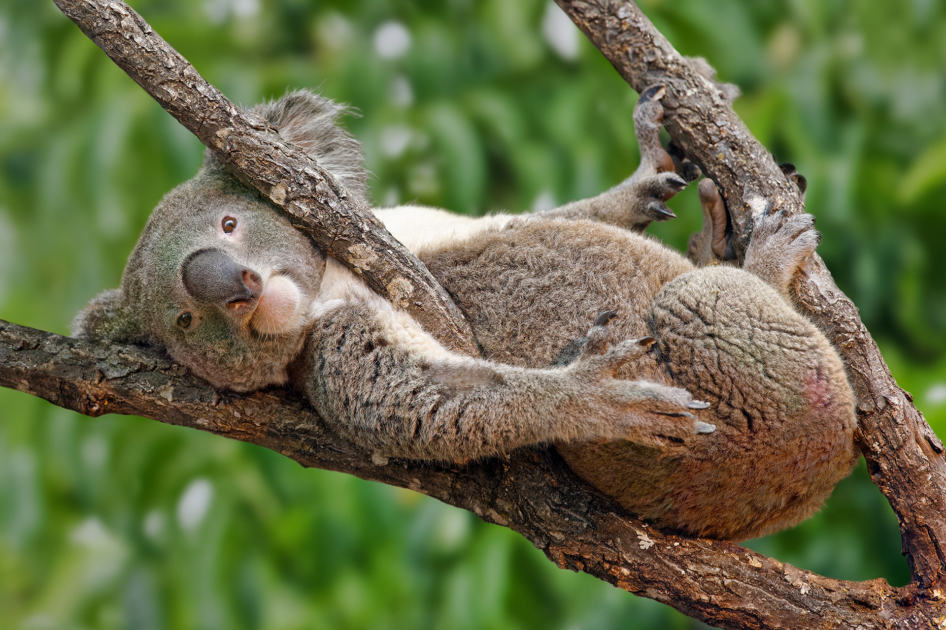 Koala - Phascolarctos cinereus