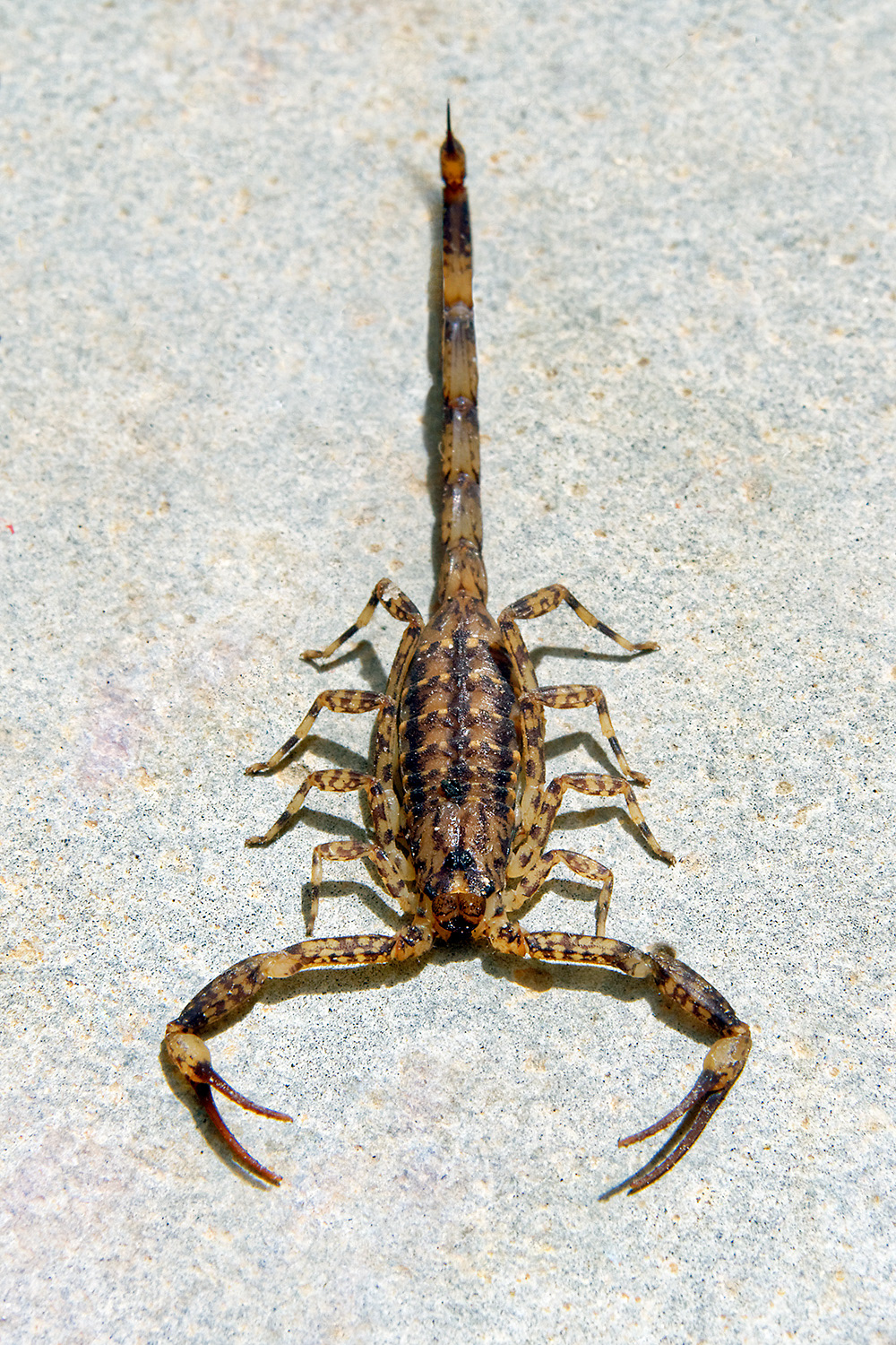 Lesser brown scorpion - Isometrus maculatus