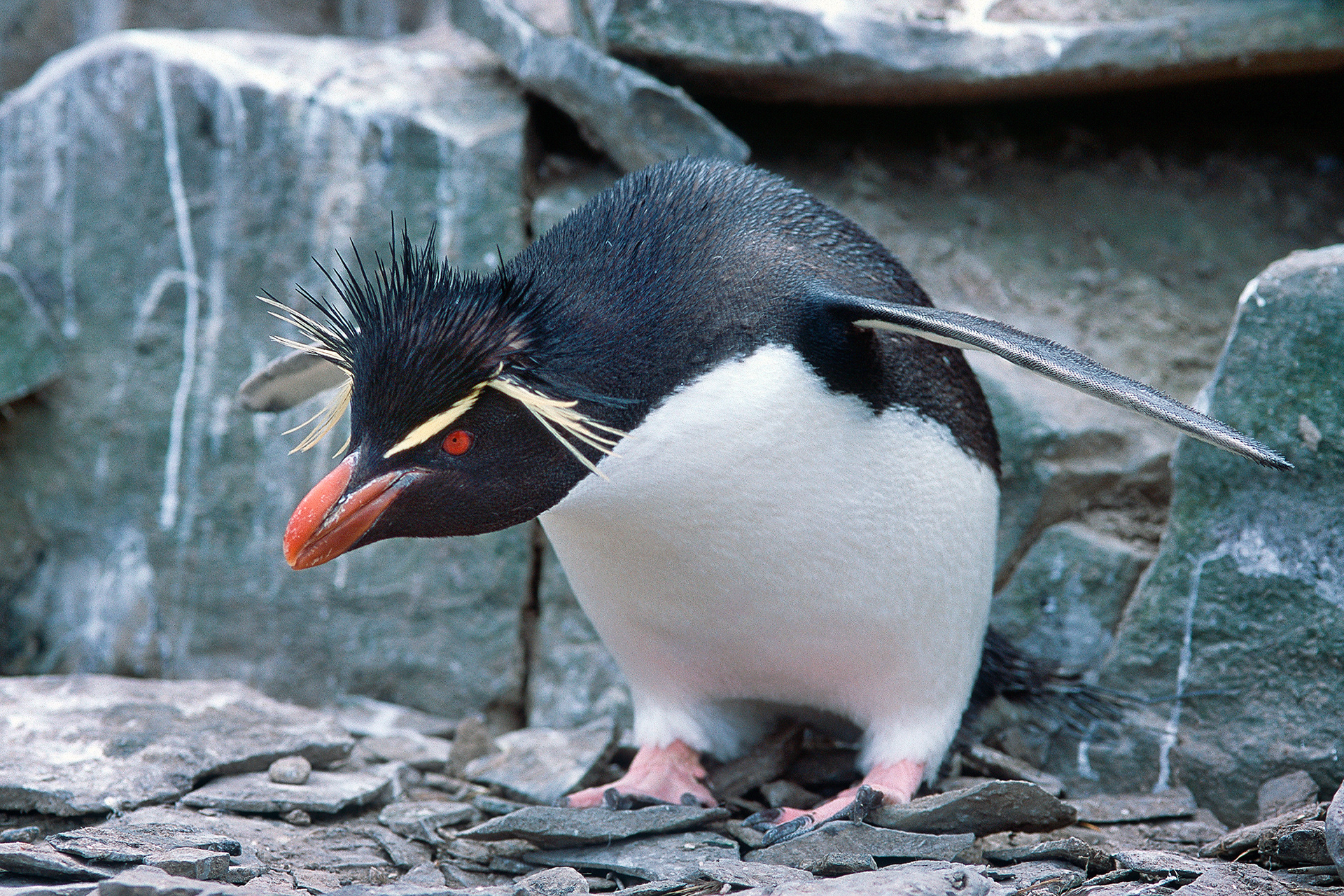 Southern rockhopper penguin - Eudyptes chrysocome