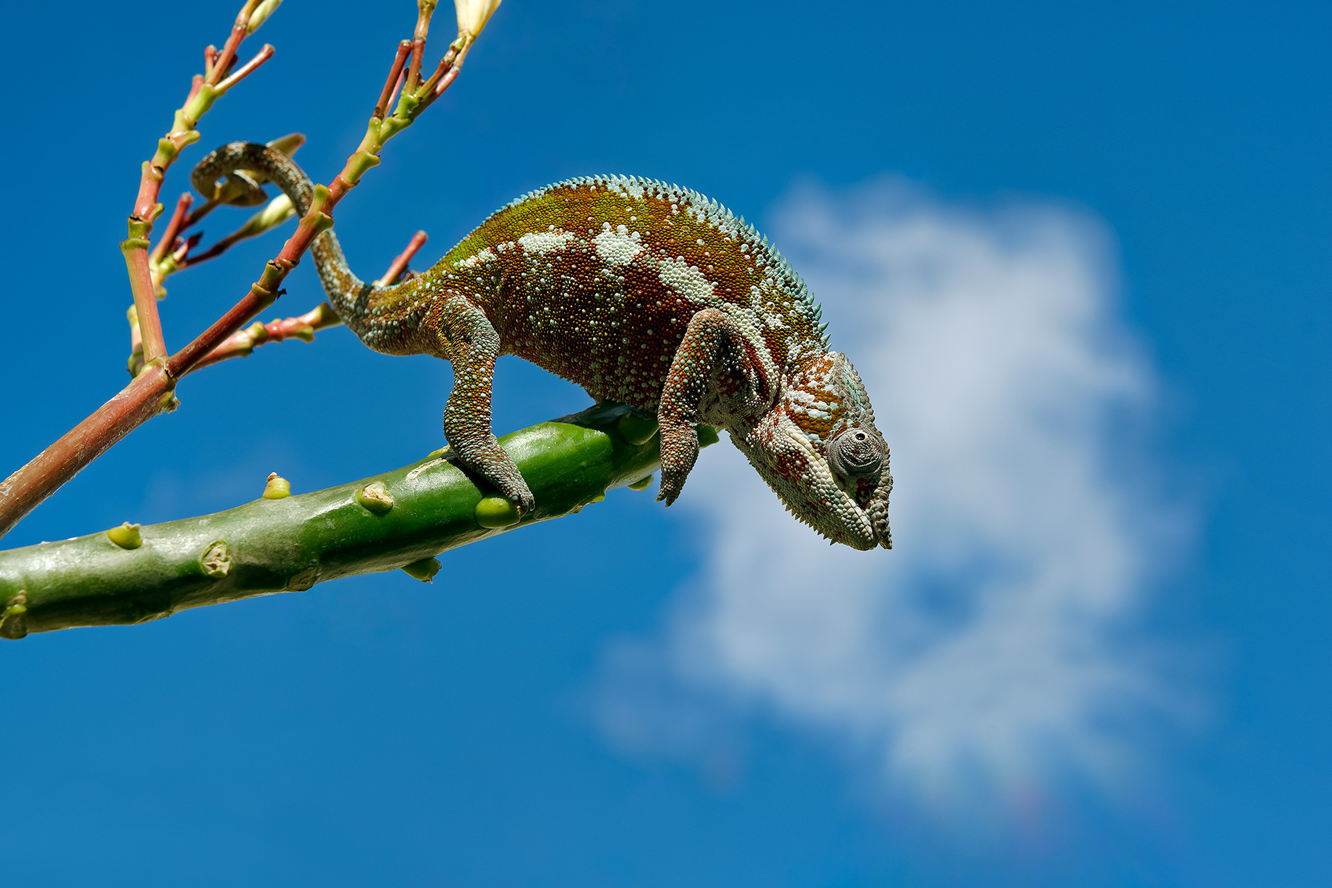 Panther chameleon - Furcifer pardalis