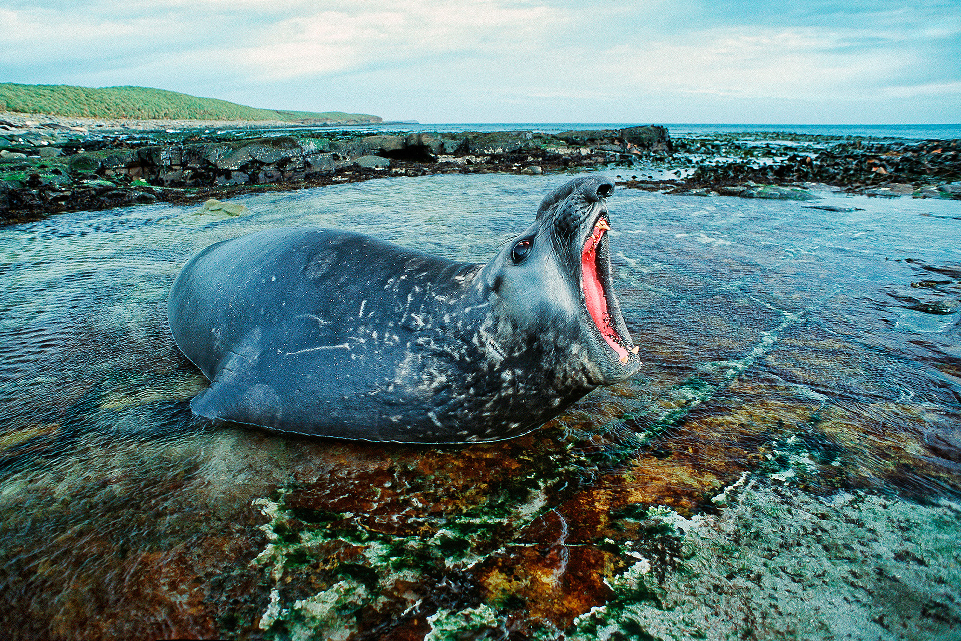 Southern Elephant seal - Mirounga leonina