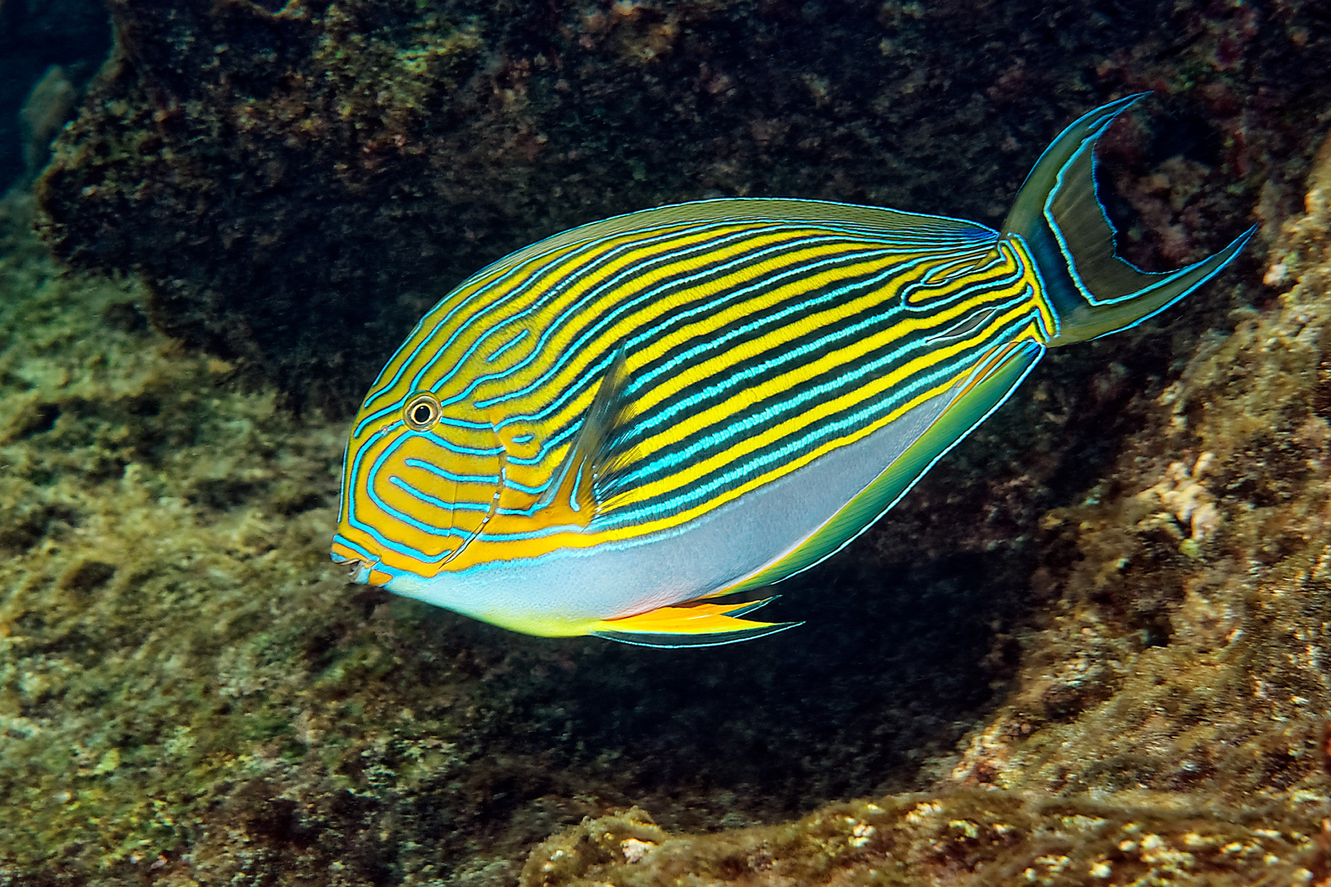 Striped surgeonfish - Acanthurus lineatus