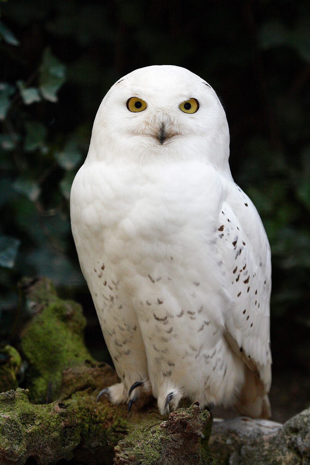 Snowy owl (male) - Bubo scandiacus (Nyctea scandiaca)