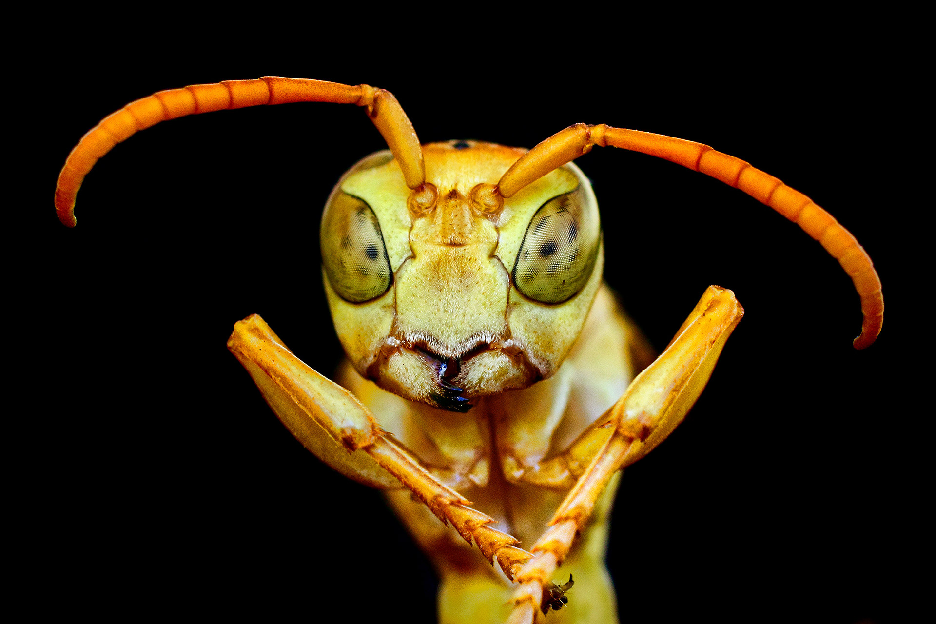 Indian paper wasp - Polistes hebraeus