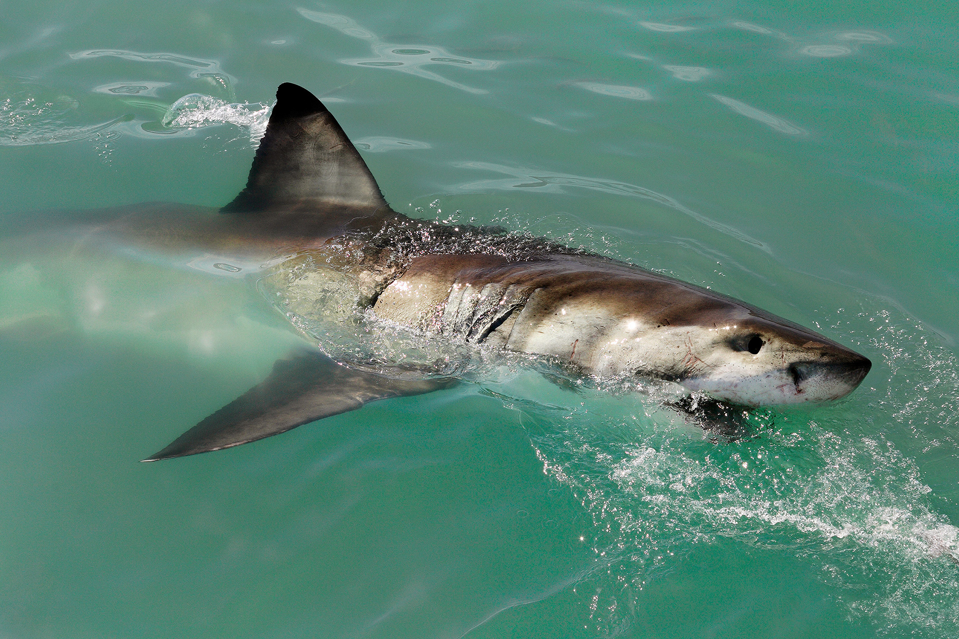 Great white shark - Carcharodon carcharias
