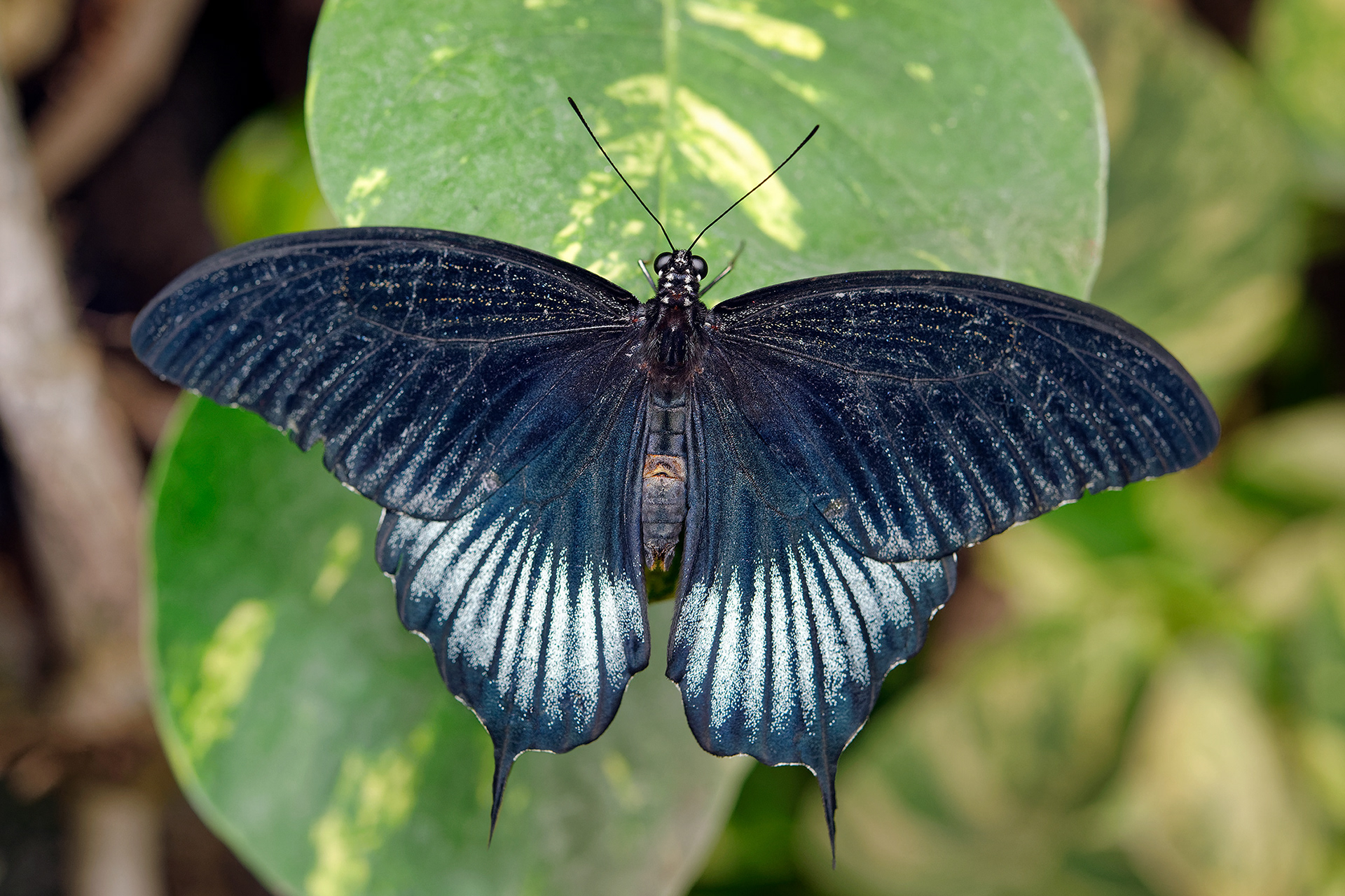 Asian swallowtail butterfly (male) - Papilio lowi 