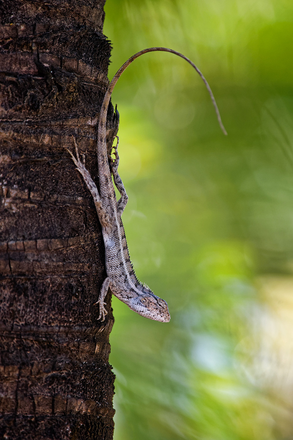Oriental garden lizard - Calottes versicolor