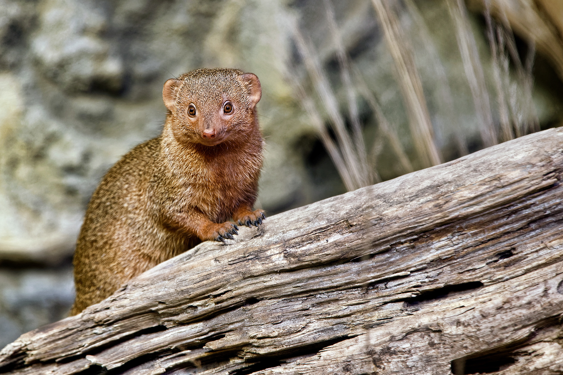 Common dwarf mongoose - Helogale parvula