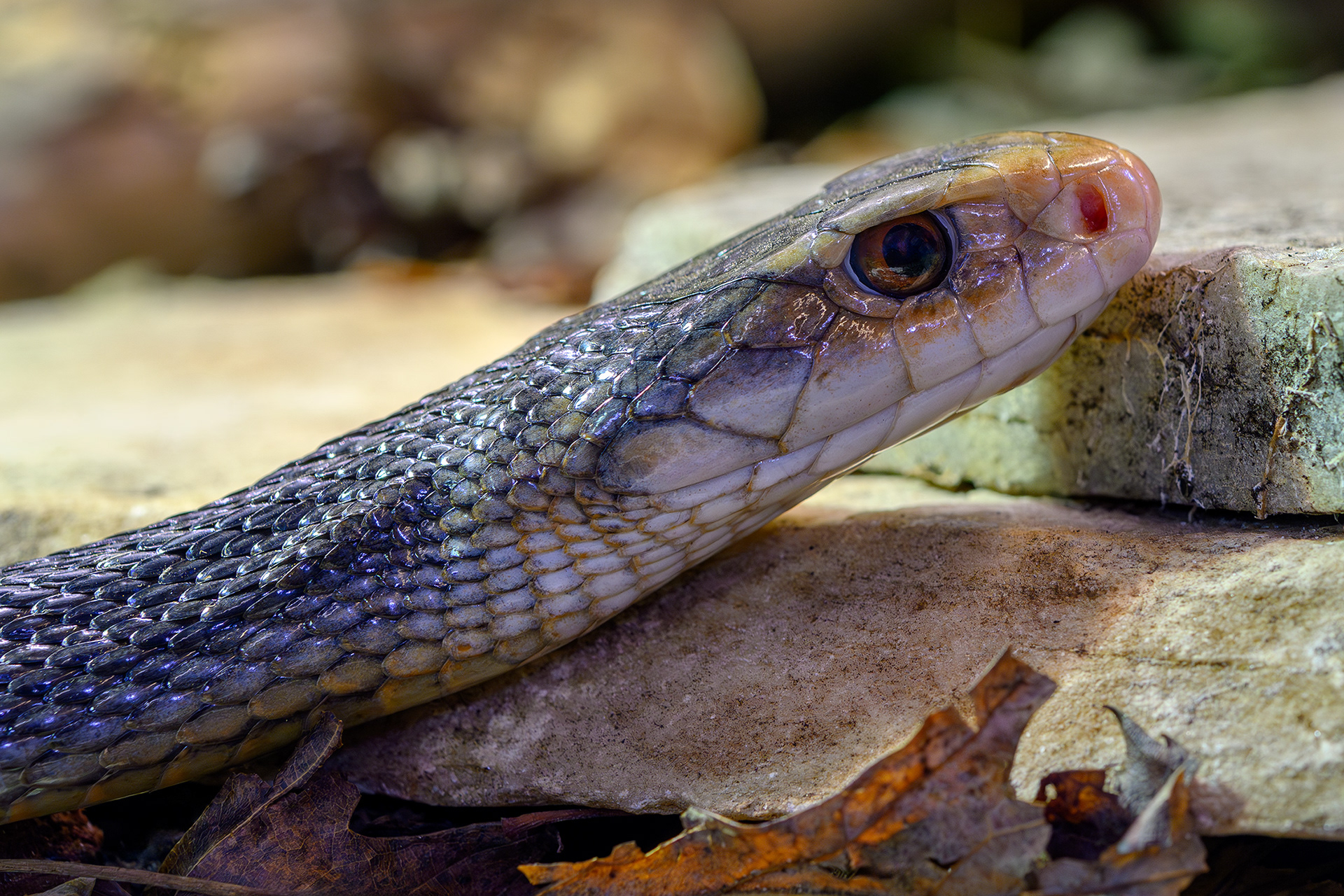 Coastal taipan - Oxyuranus scutellatus
