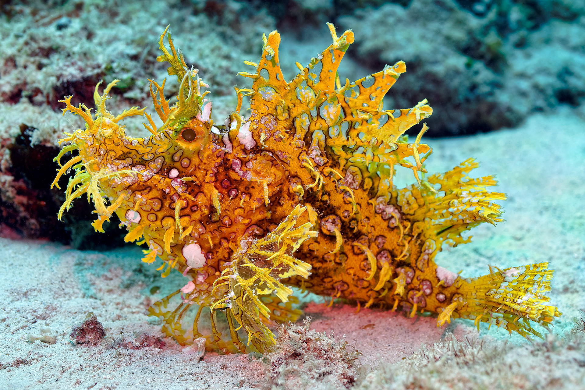 Weedy scorpionfish - Rhinopias frondosa